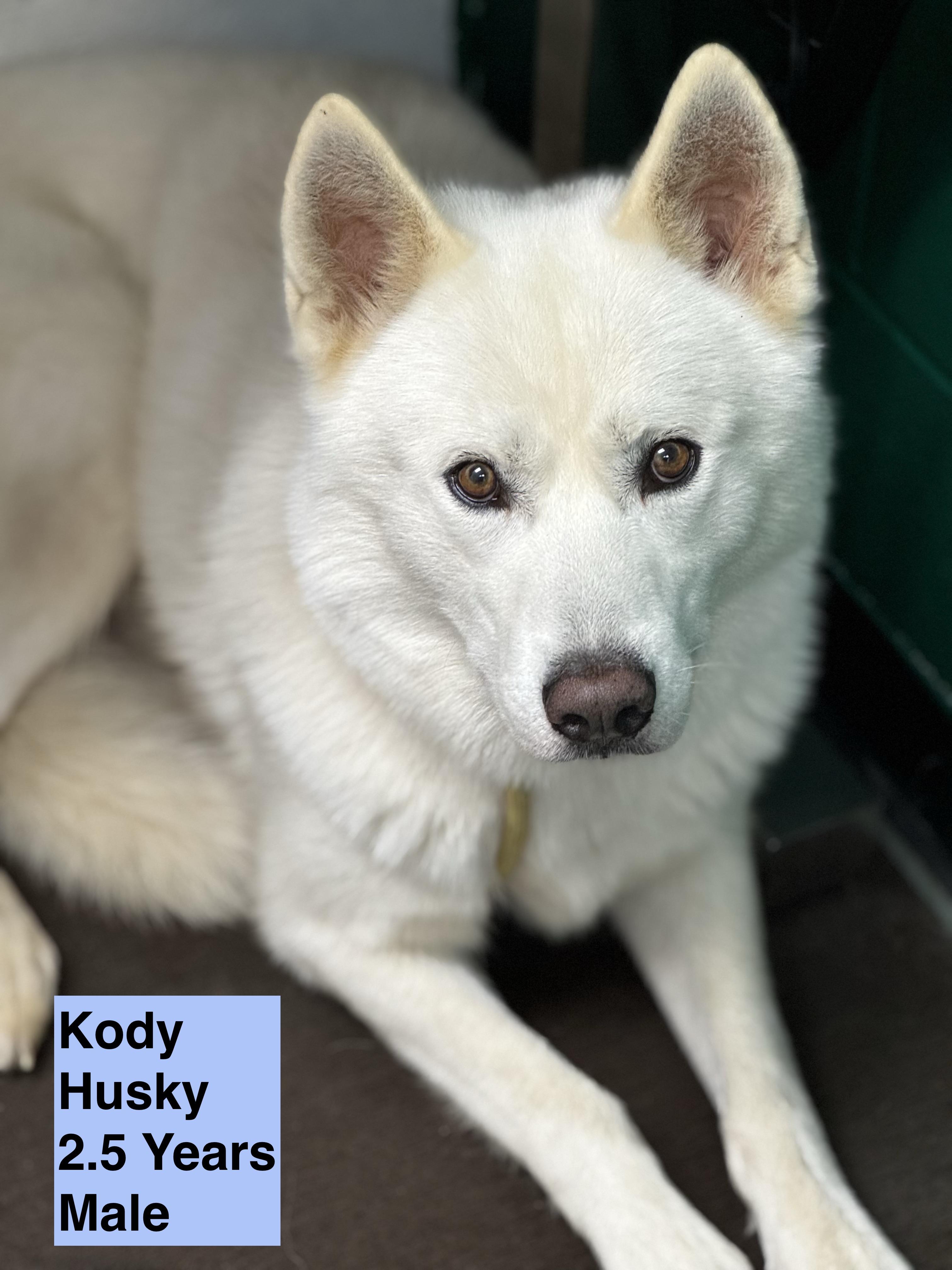 Kody