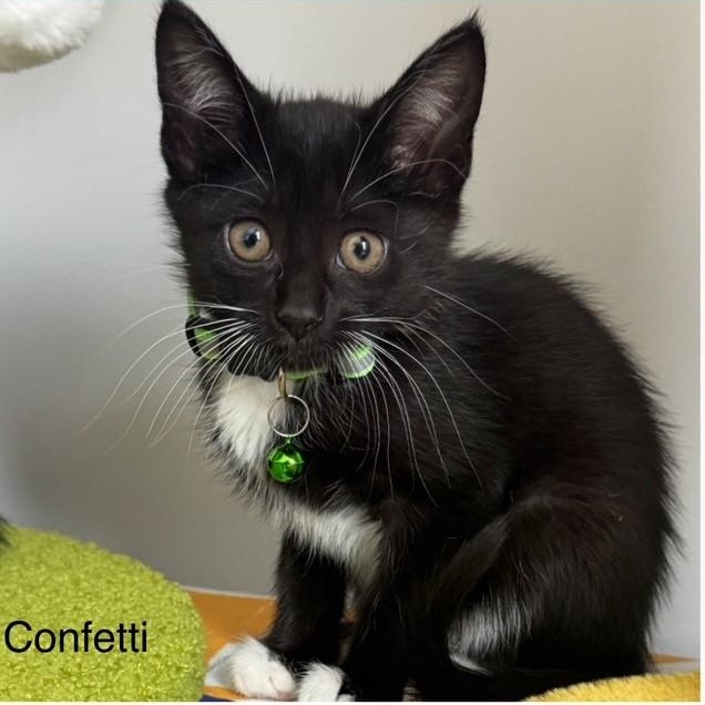 Photo of Confetti