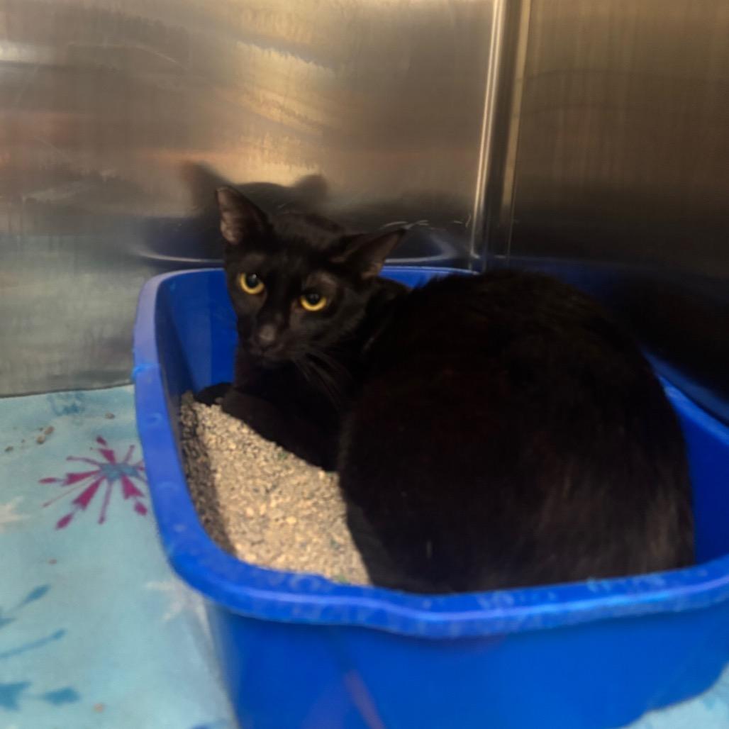Enlarge Gizmo, a Adoptable Domestic Short Hair in Brookfield, MO image 1/1