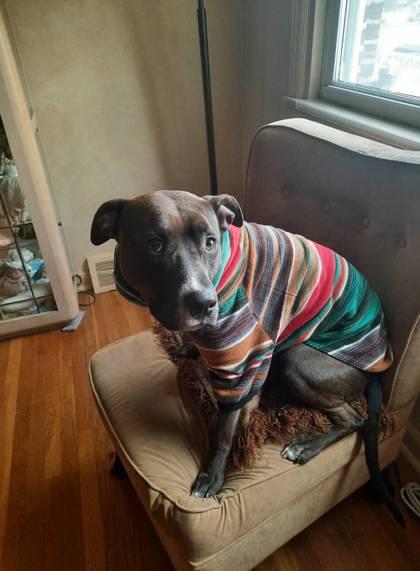 Gidget, a Adoptable Pit Bull Terrier image 2/4