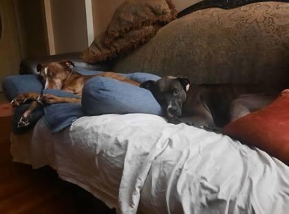 Gidget, a Adoptable Pit Bull Terrier image 3/4