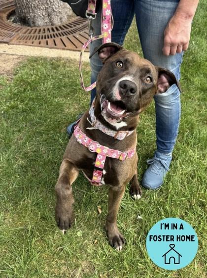 Gidget, Adoptable, Adult Female Pit Bull Terrier.