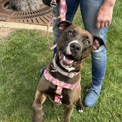 Enlarge Gidget, an adoptable Pit Bull Terrier in Philadelphia, PA image 1/4