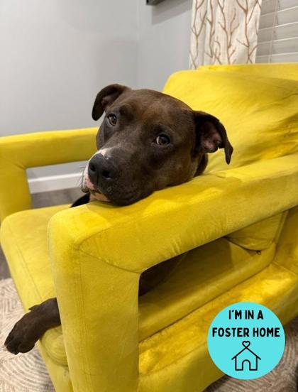 Gidget, a Adoptable Pit Bull Terrier image 4/4