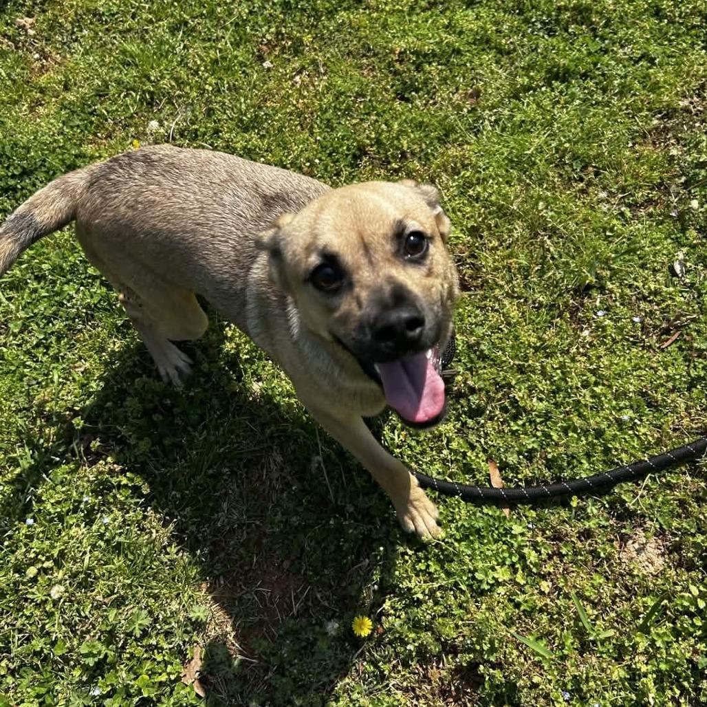 Enlarge Moose, a Adoptable mixed breed in Greenville, SC image 1/6