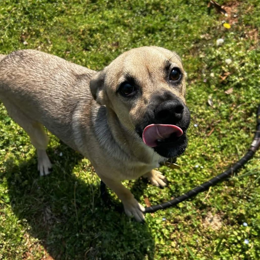 Enlarge Moose, a Adoptable mixed breed in Greenville, SC image 2/6