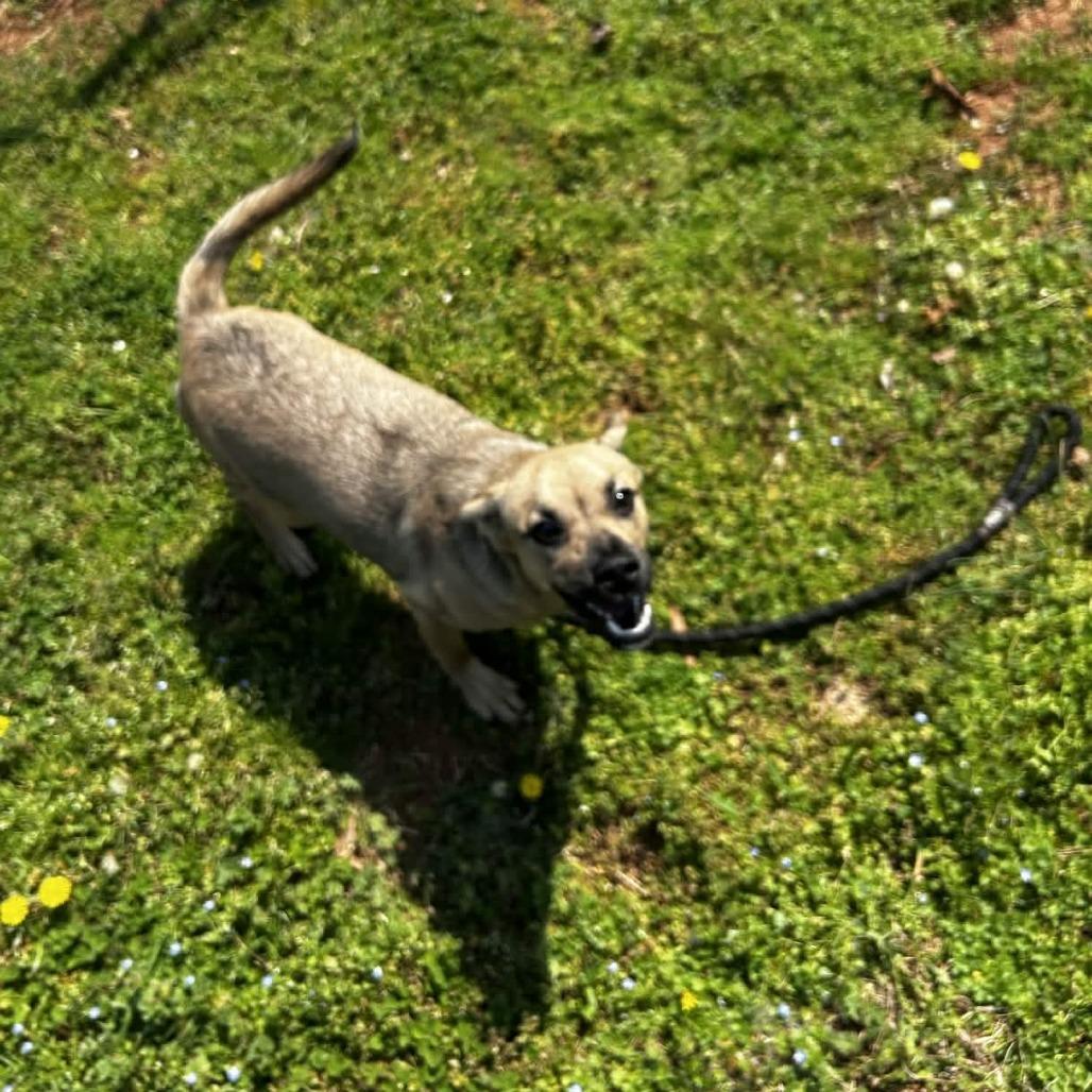 Enlarge Moose, a Adoptable mixed breed in Greenville, SC image 3/6