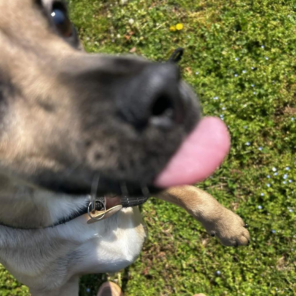 Enlarge Moose, a Adoptable mixed breed in Greenville, SC image 5/6