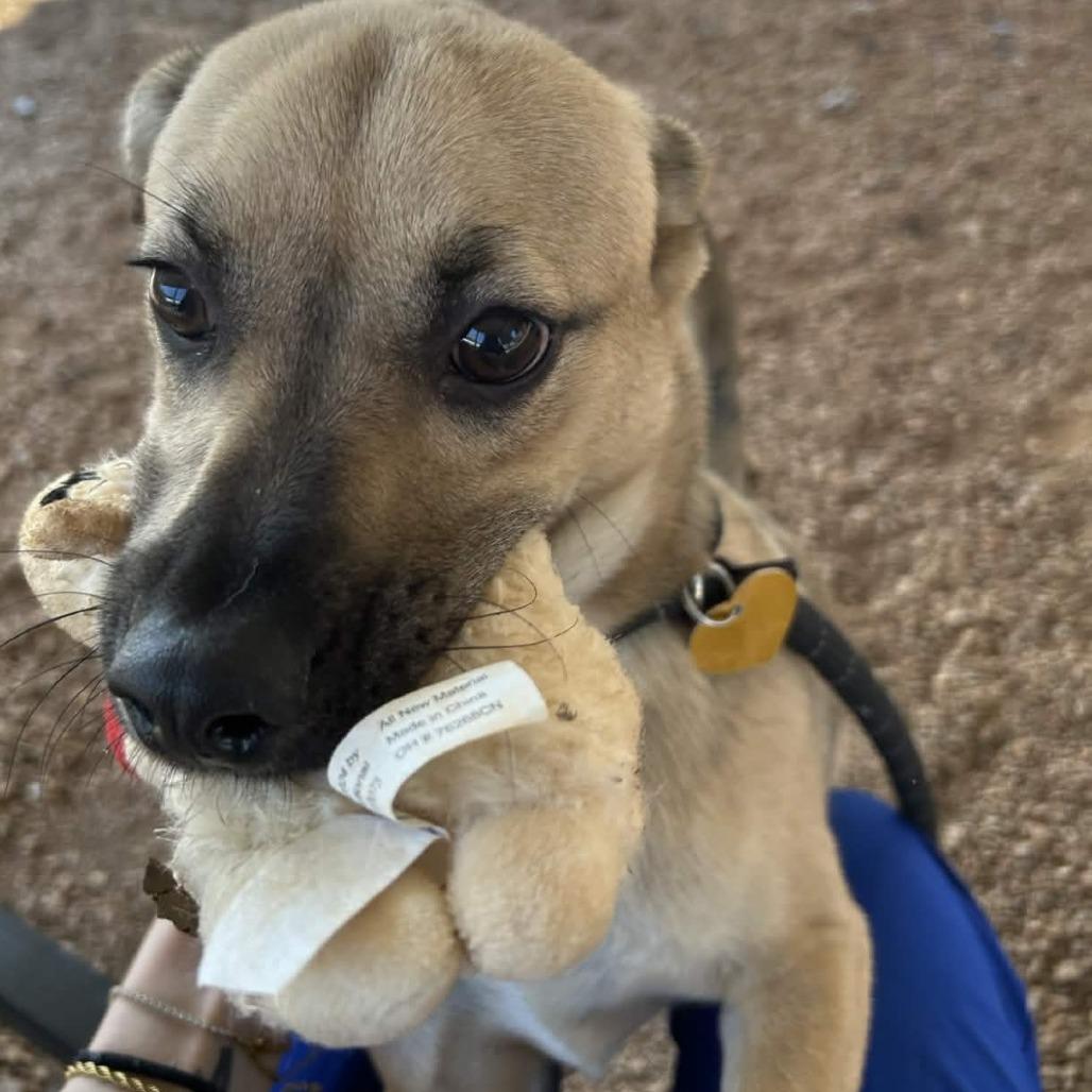 Enlarge Moose, a Adoptable mixed breed in Greenville, SC image 6/6