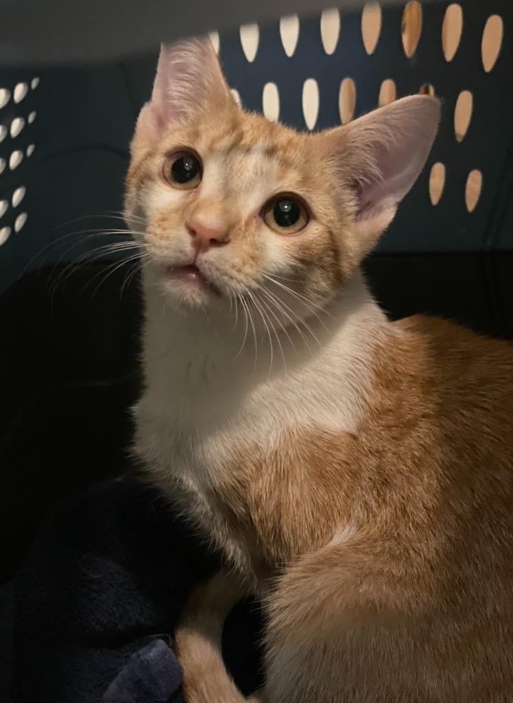 Enlarge Gouda26, a Adoptable mixed breed in Youngsville, NC image 1/1