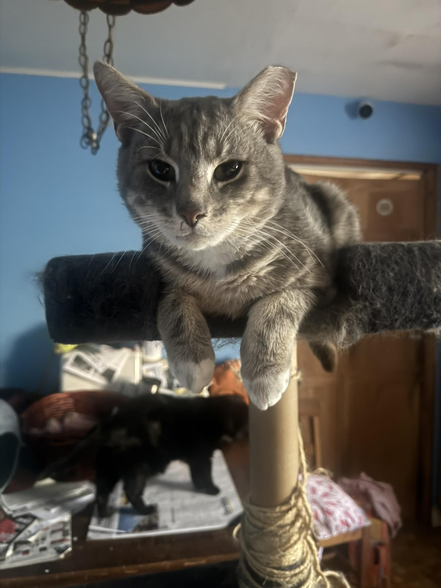 Randy, a Adoptable Domestic Short Hair in Allentown, PA image 2/3