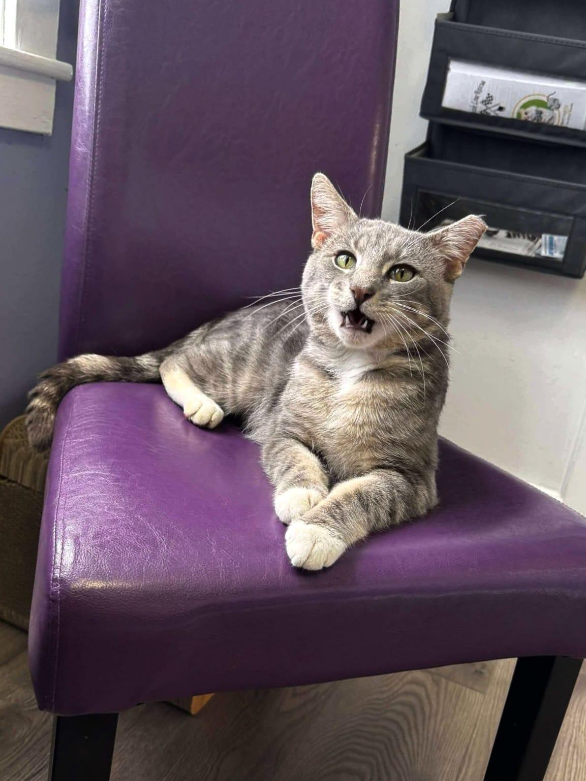 Randy, Adoptable, Adult Male Domestic Short Hair.