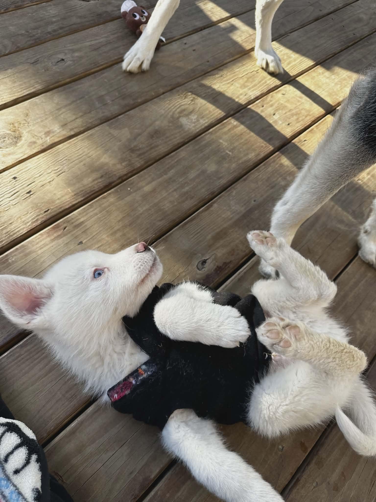 Enlarge Raiden, a ADOPTABLE mixed breed in Hilham, TN image 3/6