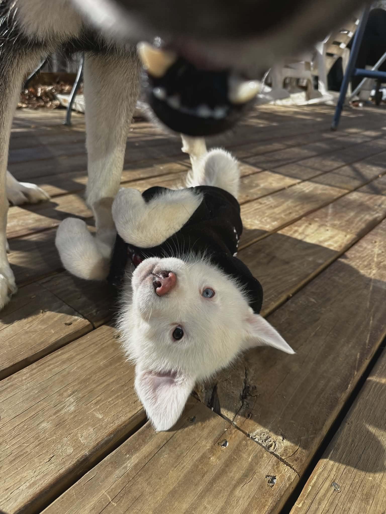 Enlarge Raiden, a ADOPTABLE mixed breed in Hilham, TN image 4/6