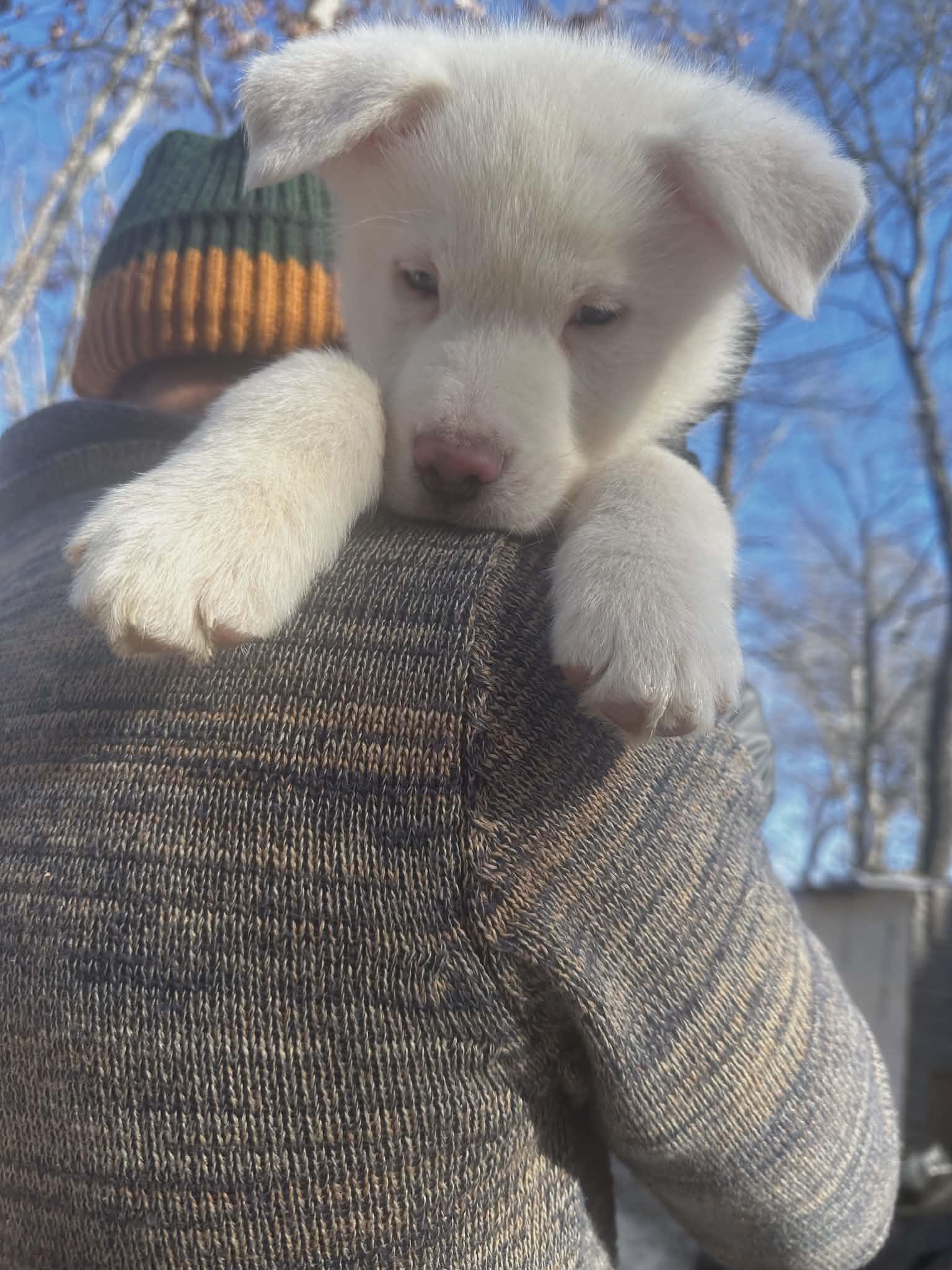 Enlarge Raiden, a ADOPTABLE mixed breed in Hilham, TN image 6/6