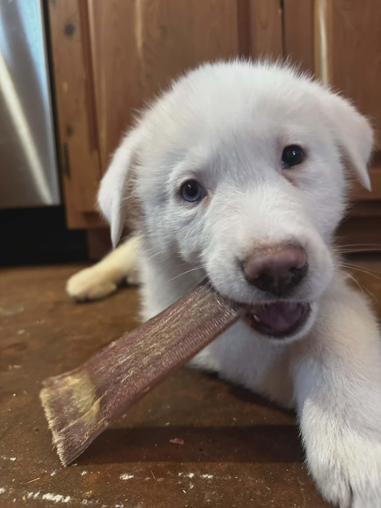 Raiden, ADOPTABLE, Puppy Male Great Pyrenees & Husky.