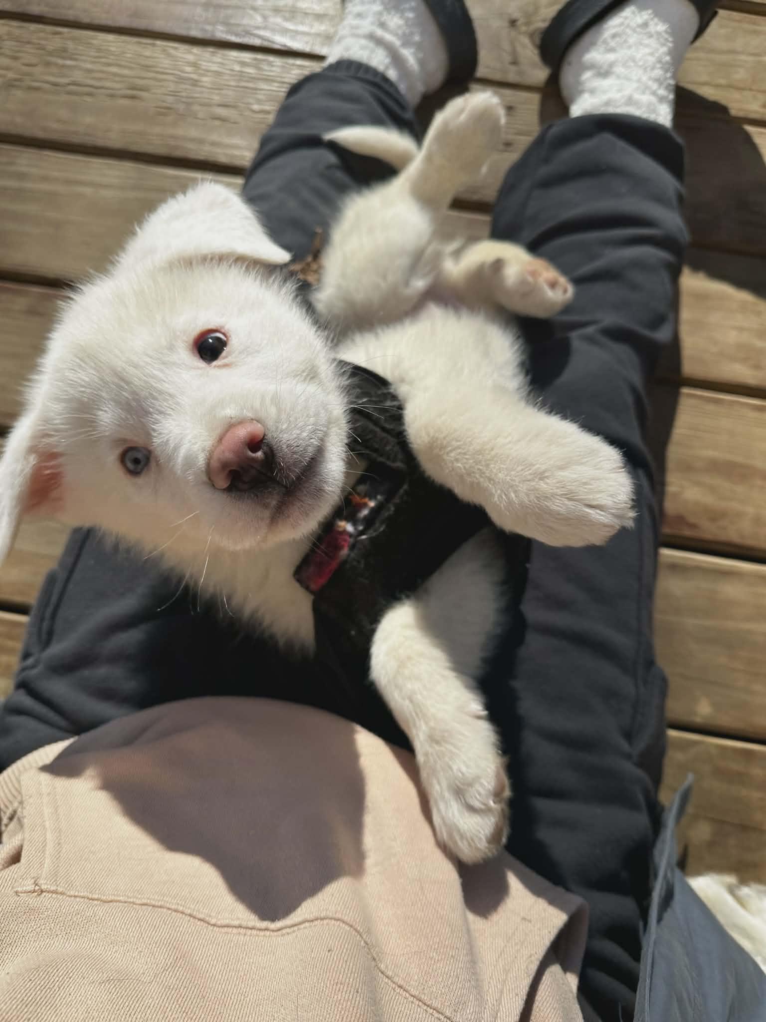 Enlarge Raiden, a ADOPTABLE mixed breed in Hilham, TN image 2/6