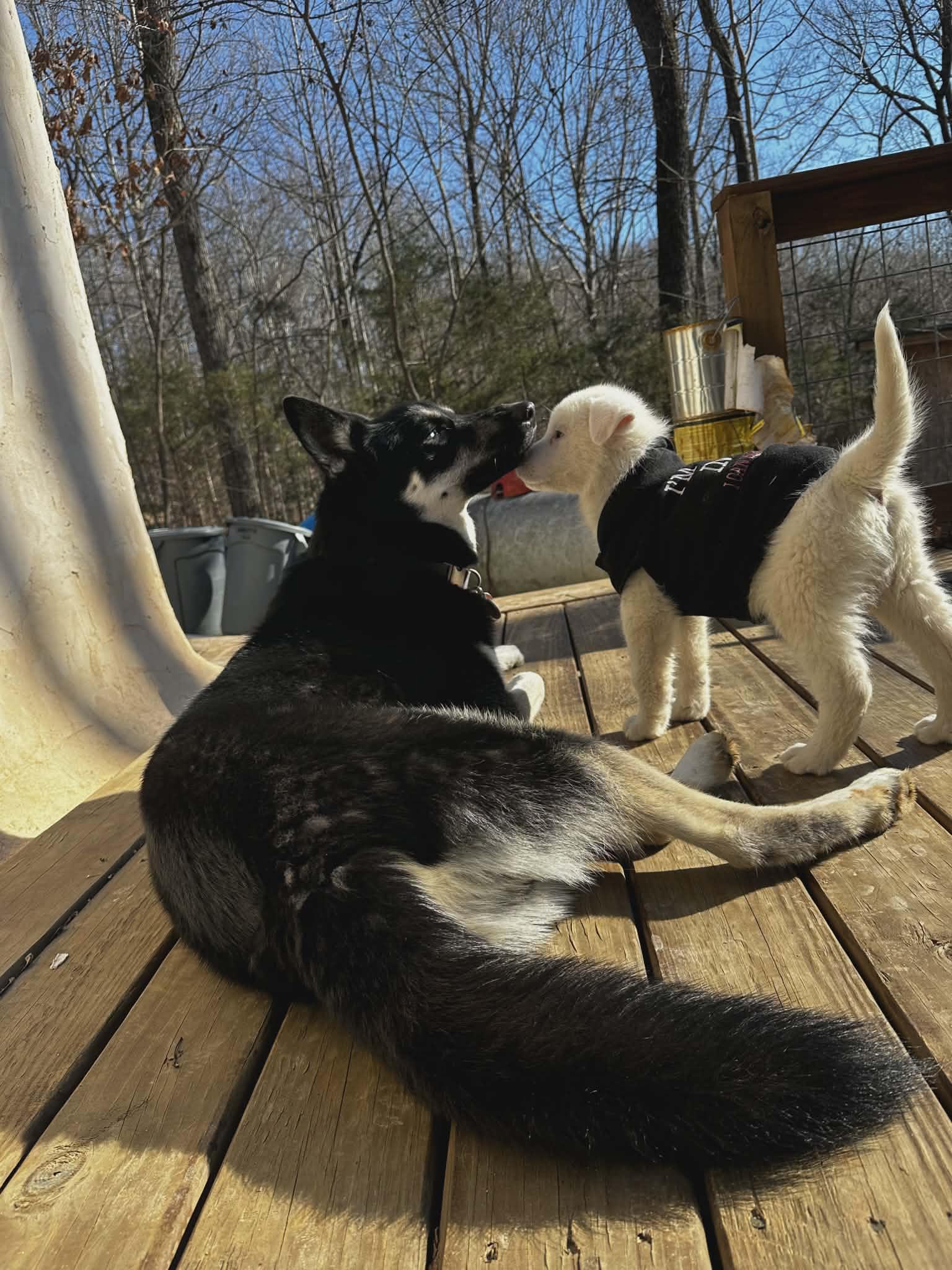 Enlarge Raiden, a ADOPTABLE mixed breed in Hilham, TN image 5/6