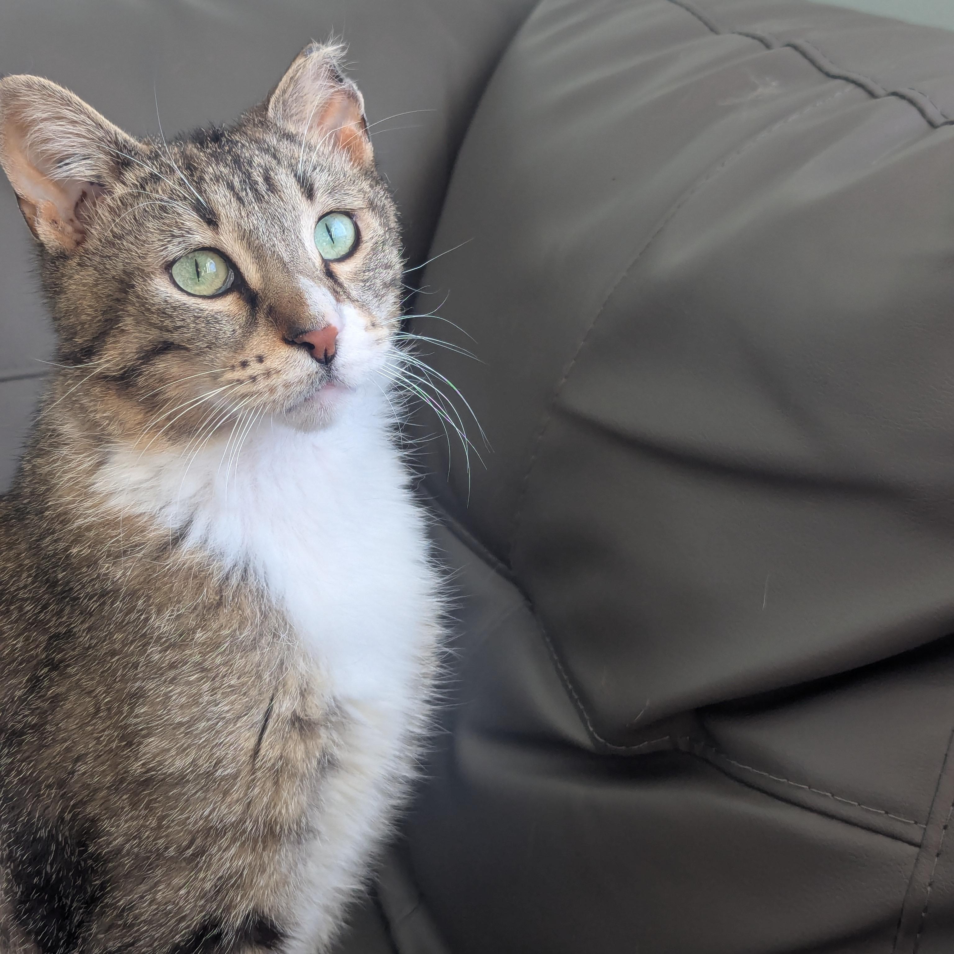 Wabi Sabi, ADOPTABLE, Adult Male Domestic Short Hair.