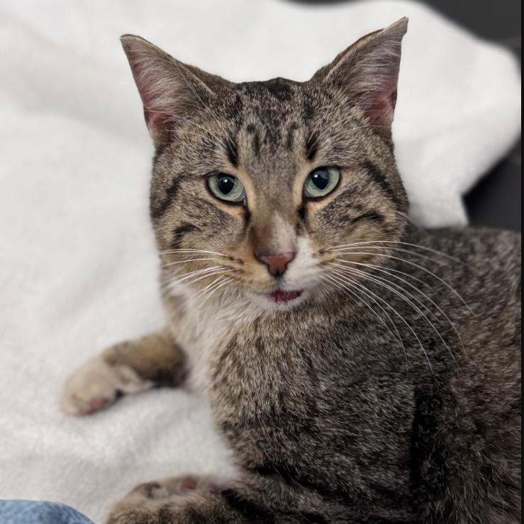 Enlarge Wabi Sabi, a ADOPTABLE Domestic Short Hair in Morden, MB image 1/3