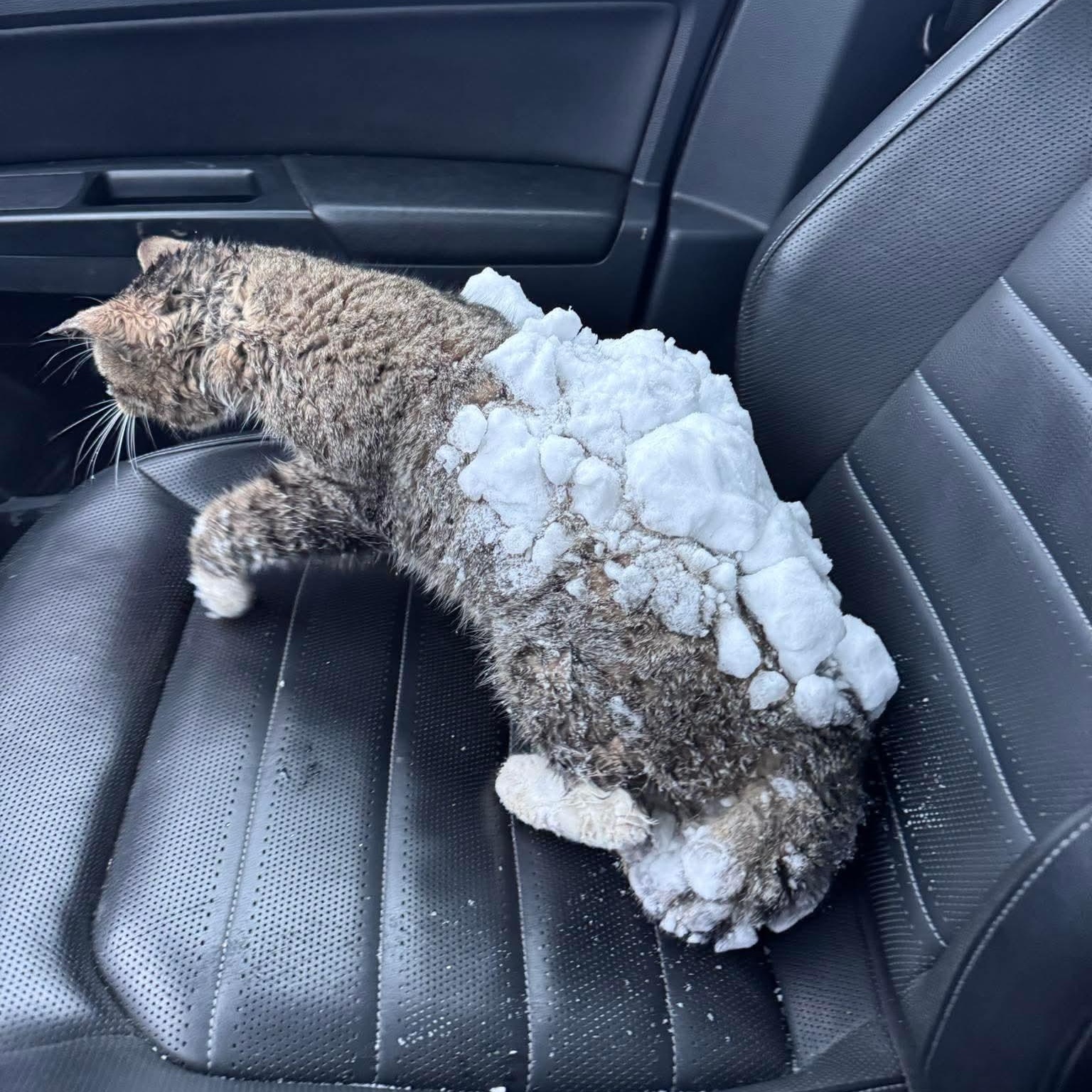 Enlarge Wabi Sabi, a ADOPTABLE Domestic Short Hair in Morden, MB image 2/3