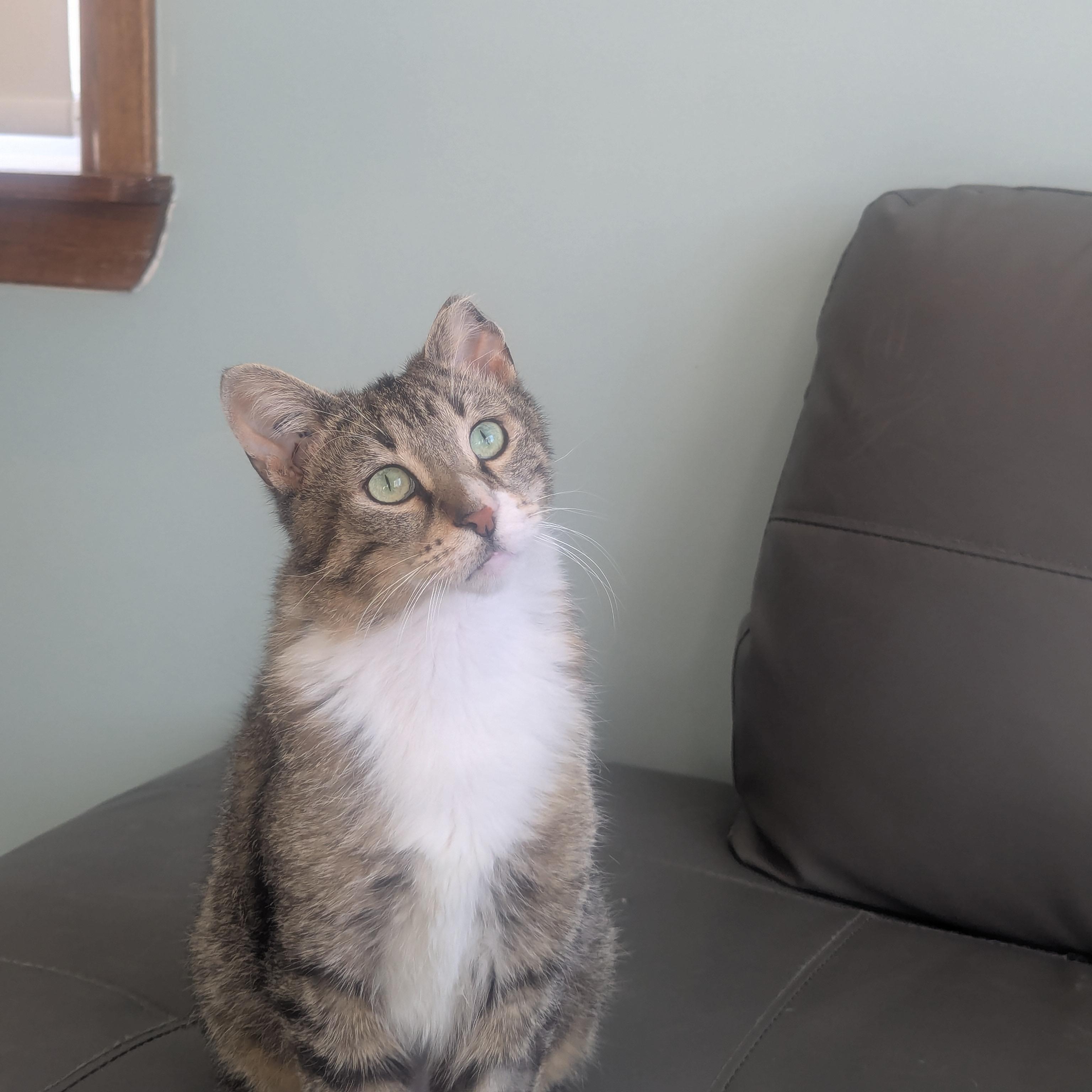 Enlarge Wabi Sabi, a ADOPTABLE Domestic Short Hair in Morden, MB image 5/5