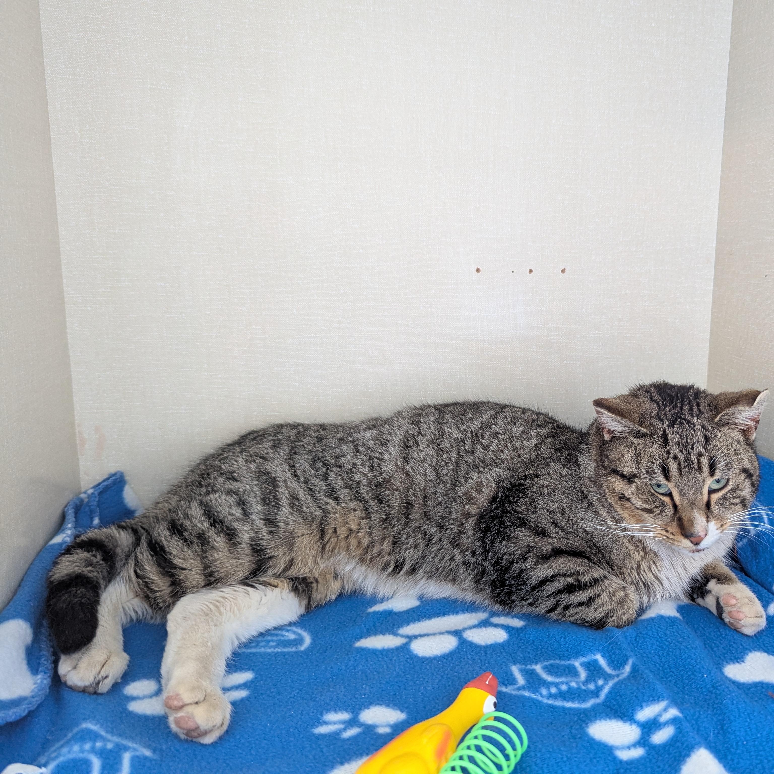Enlarge Wabi Sabi, a ADOPTABLE Domestic Short Hair in Morden, MB image 3/3