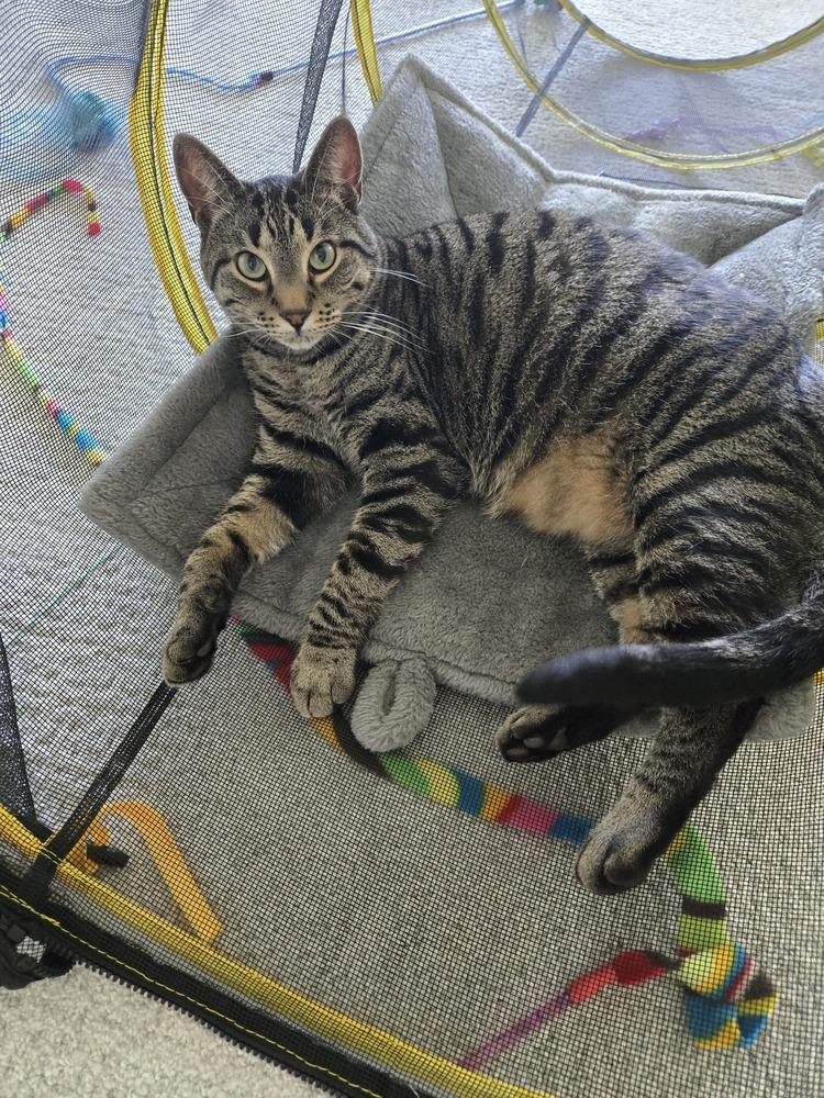 Enlarge Cedar (aka Finley), a Adoptable Domestic Short Hair in Plymouth, MN image 1/5