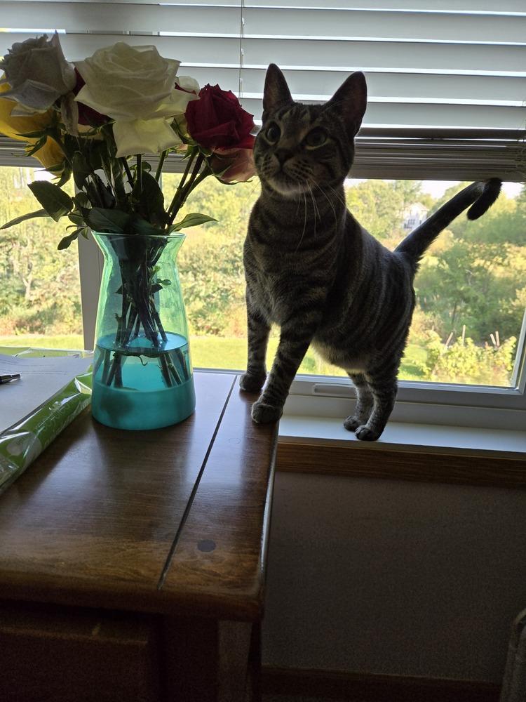 Enlarge Cedar (aka Finley), a Adoptable Domestic Short Hair in Plymouth, MN image 2/5