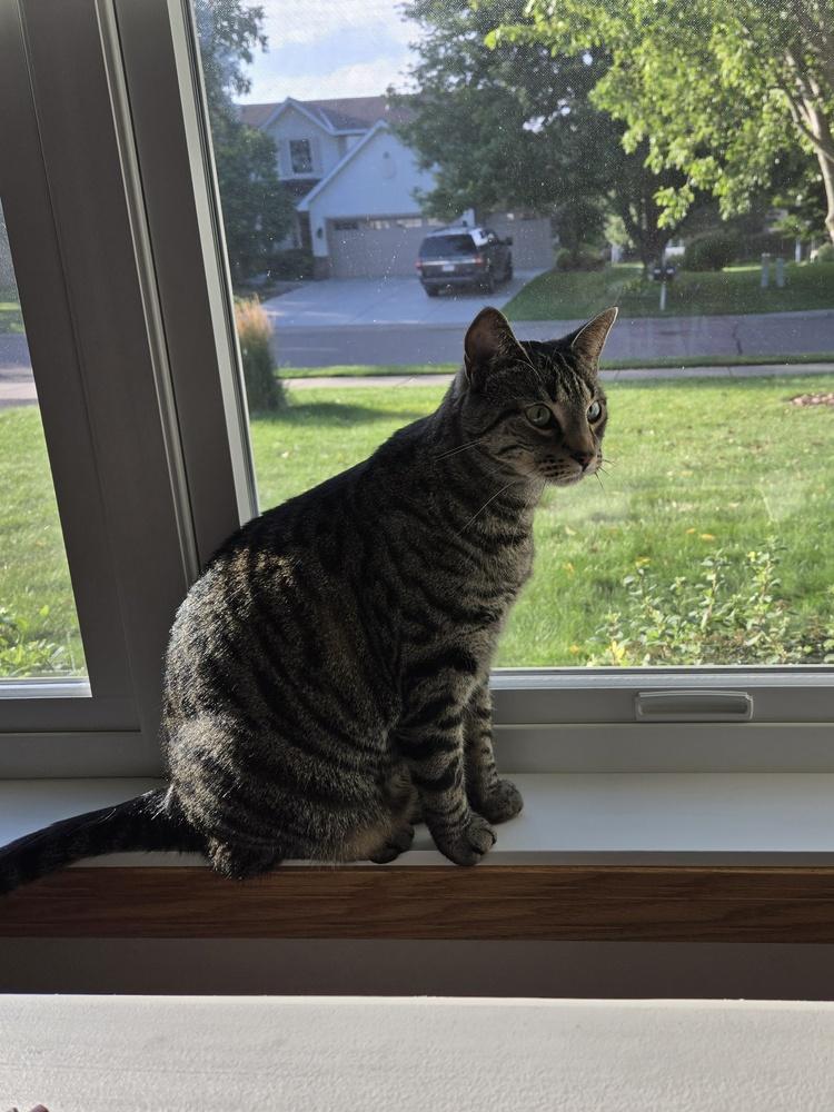 Enlarge Cedar (aka Finley), a Adoptable Domestic Short Hair in Plymouth, MN image 3/5