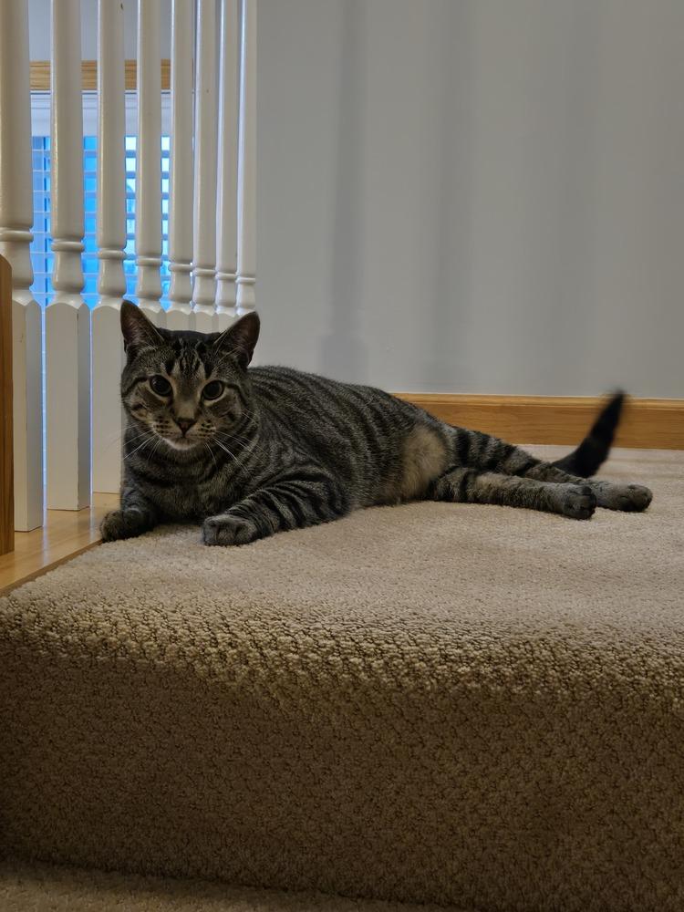 Enlarge Cedar (aka Finley), a Adoptable Domestic Short Hair in Plymouth, MN image 4/5