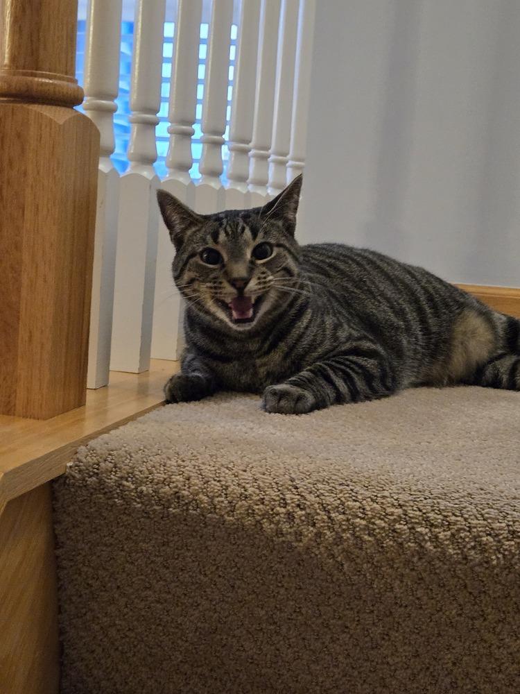 Enlarge Cedar (aka Finley), a Adoptable Domestic Short Hair in Plymouth, MN image 5/5