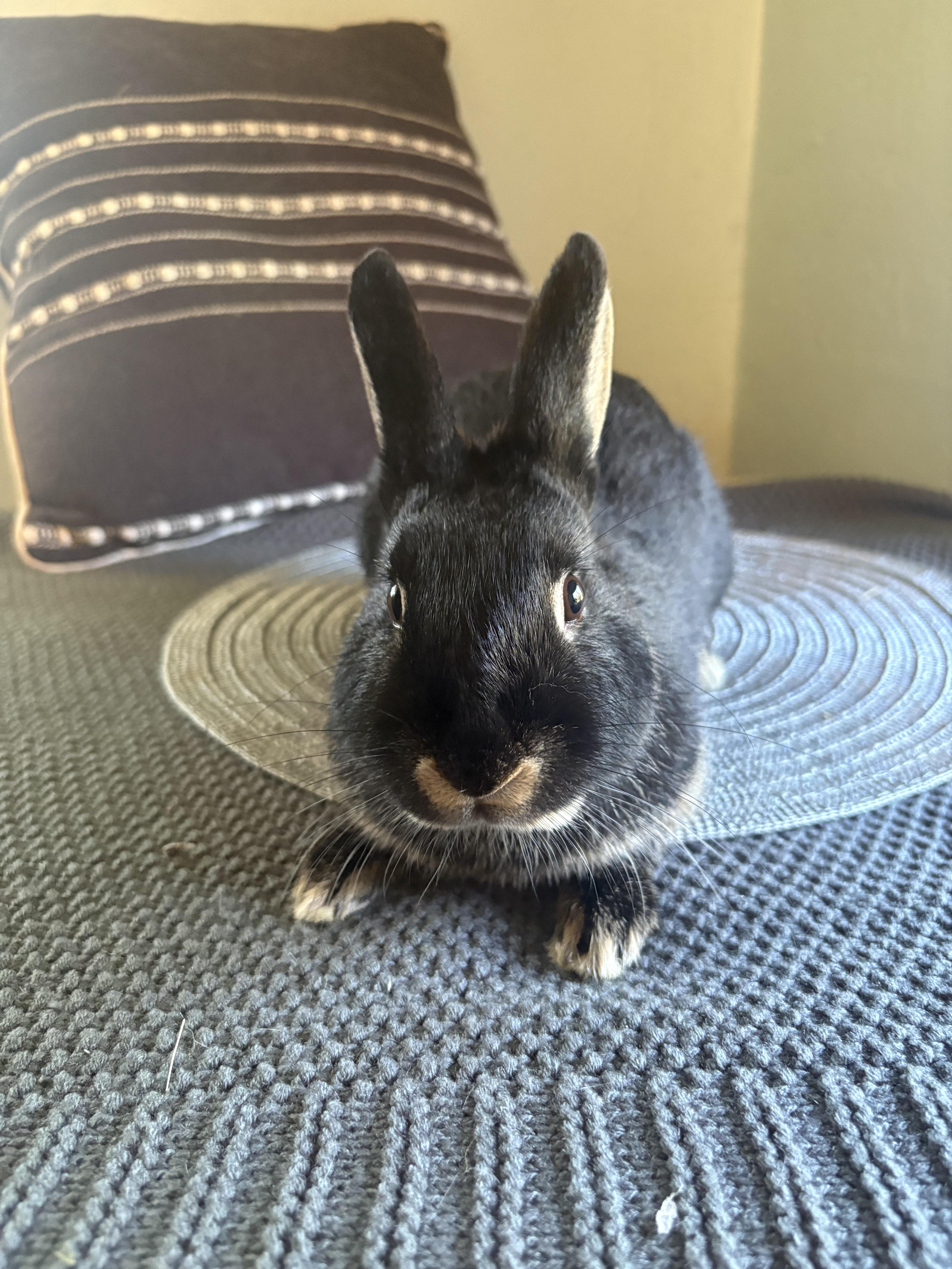 Frillith, a ADOPTABLE mixed breed in Eugene, OR image 1/4