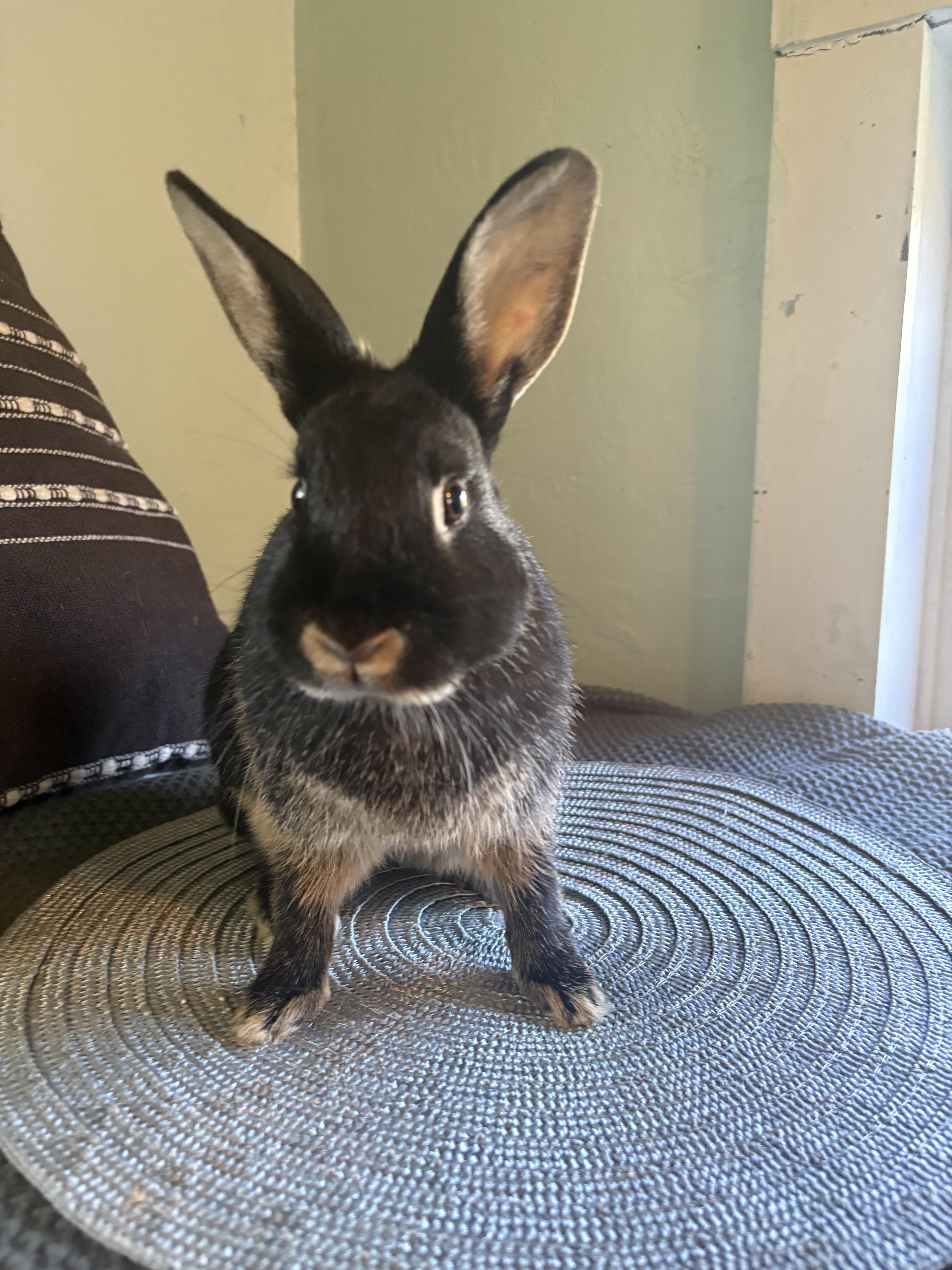 Frillith, a ADOPTABLE mixed breed in Eugene, OR image 2/4