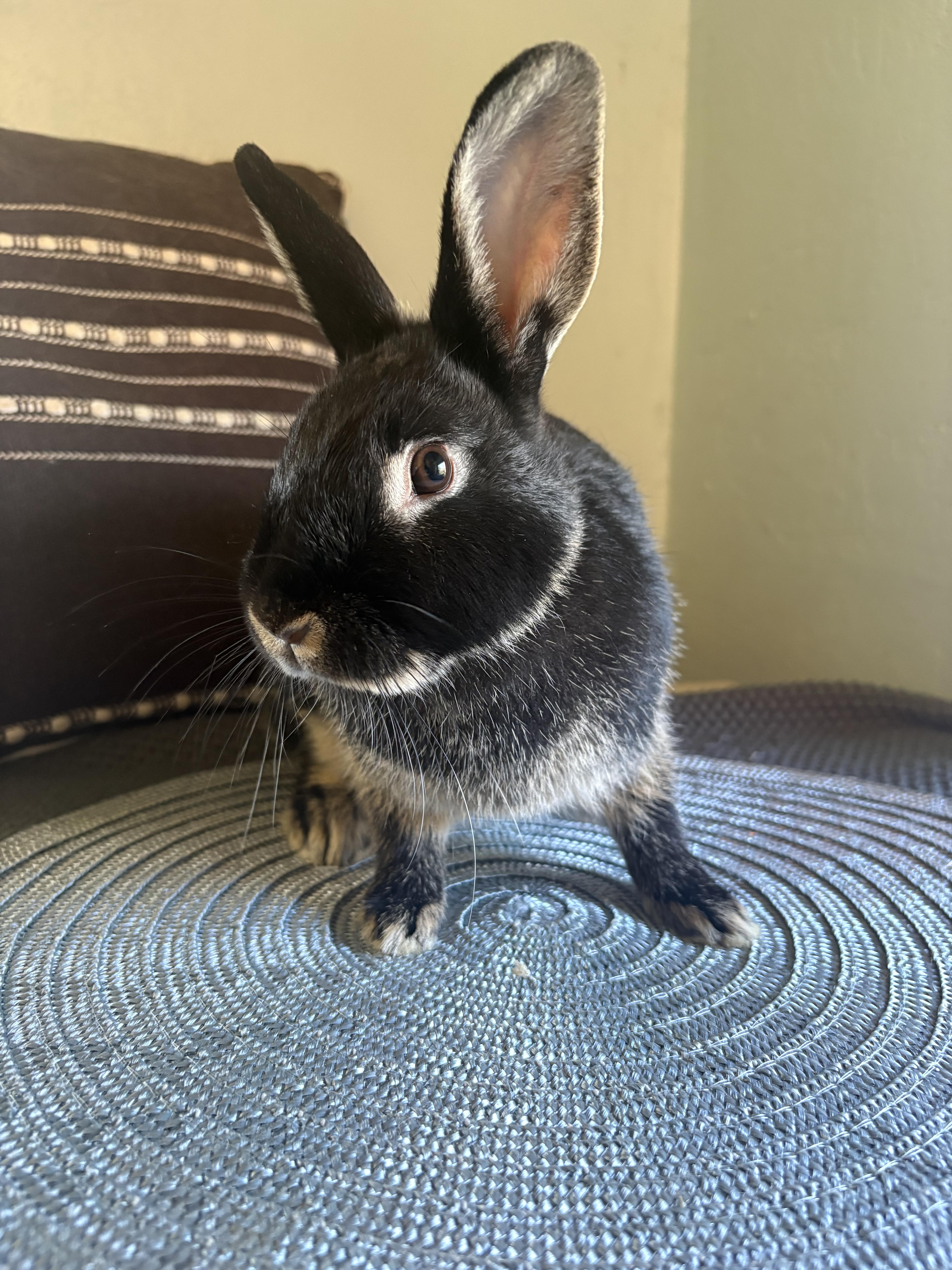 Frillith, a ADOPTABLE mixed breed in Eugene, OR image 4/4