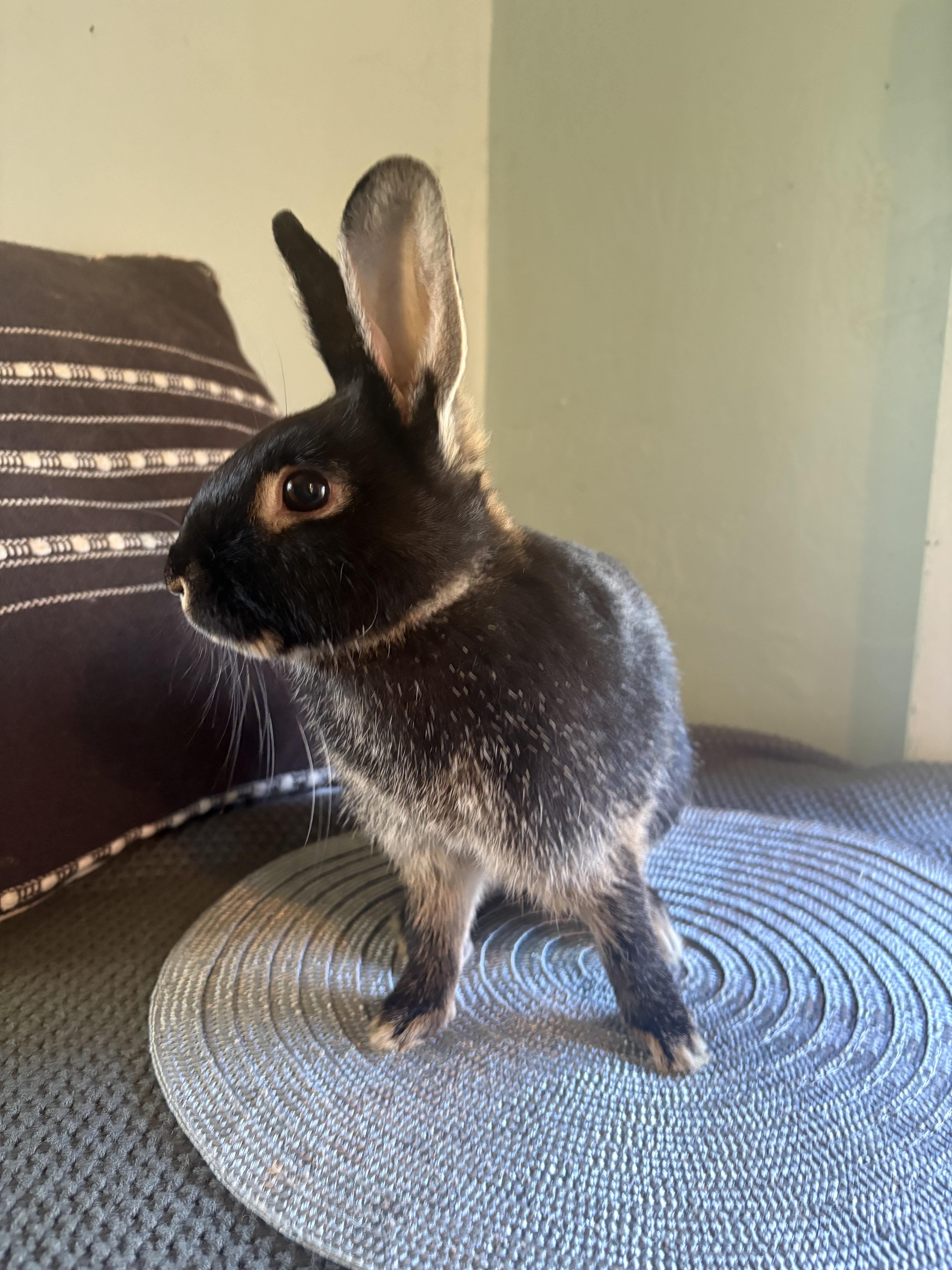 Frillith, a ADOPTABLE mixed breed in Eugene, OR image 3/4