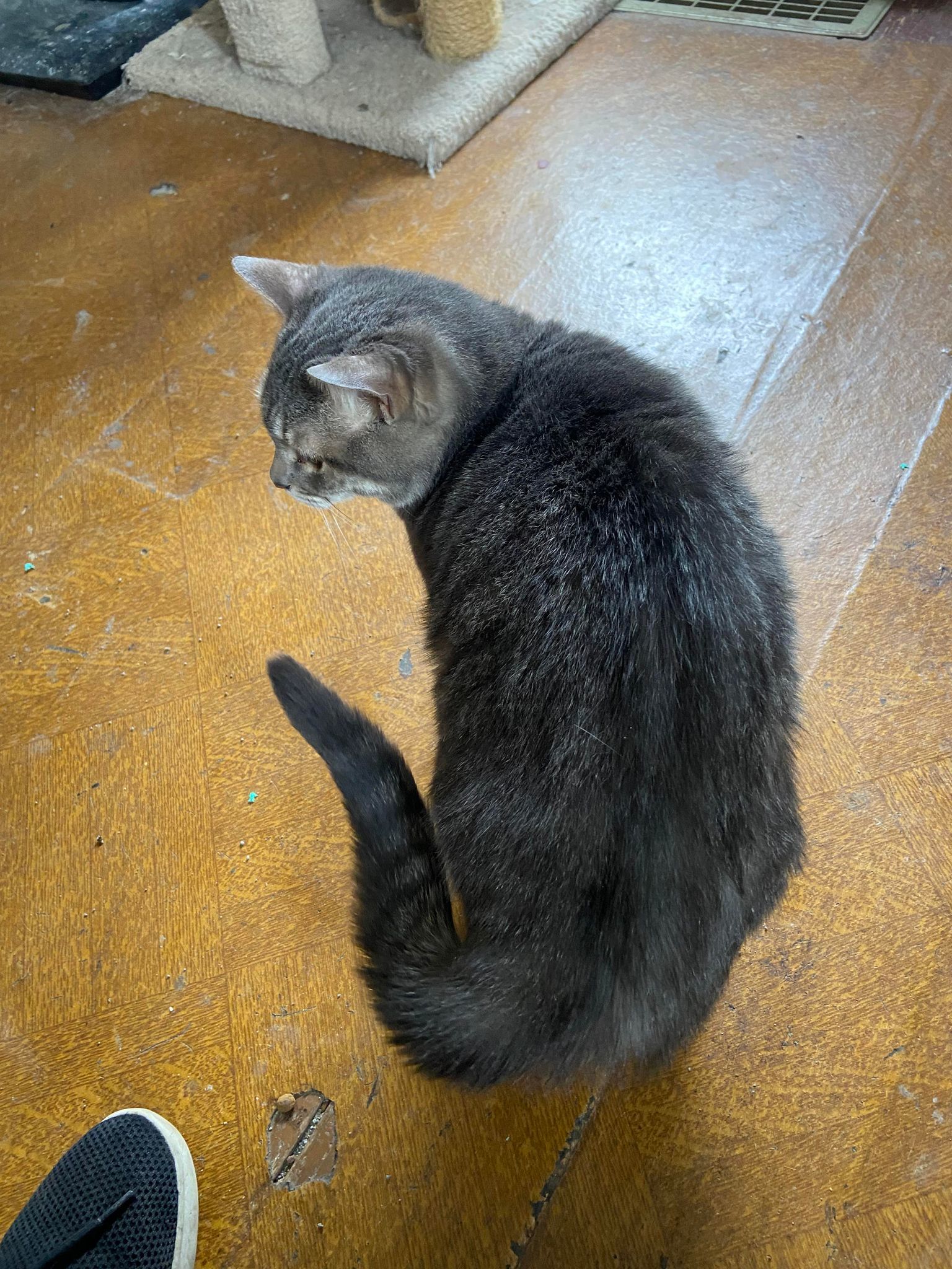 Dannilynn, a Adoptable Domestic Short Hair in Heath, OH image 1/4