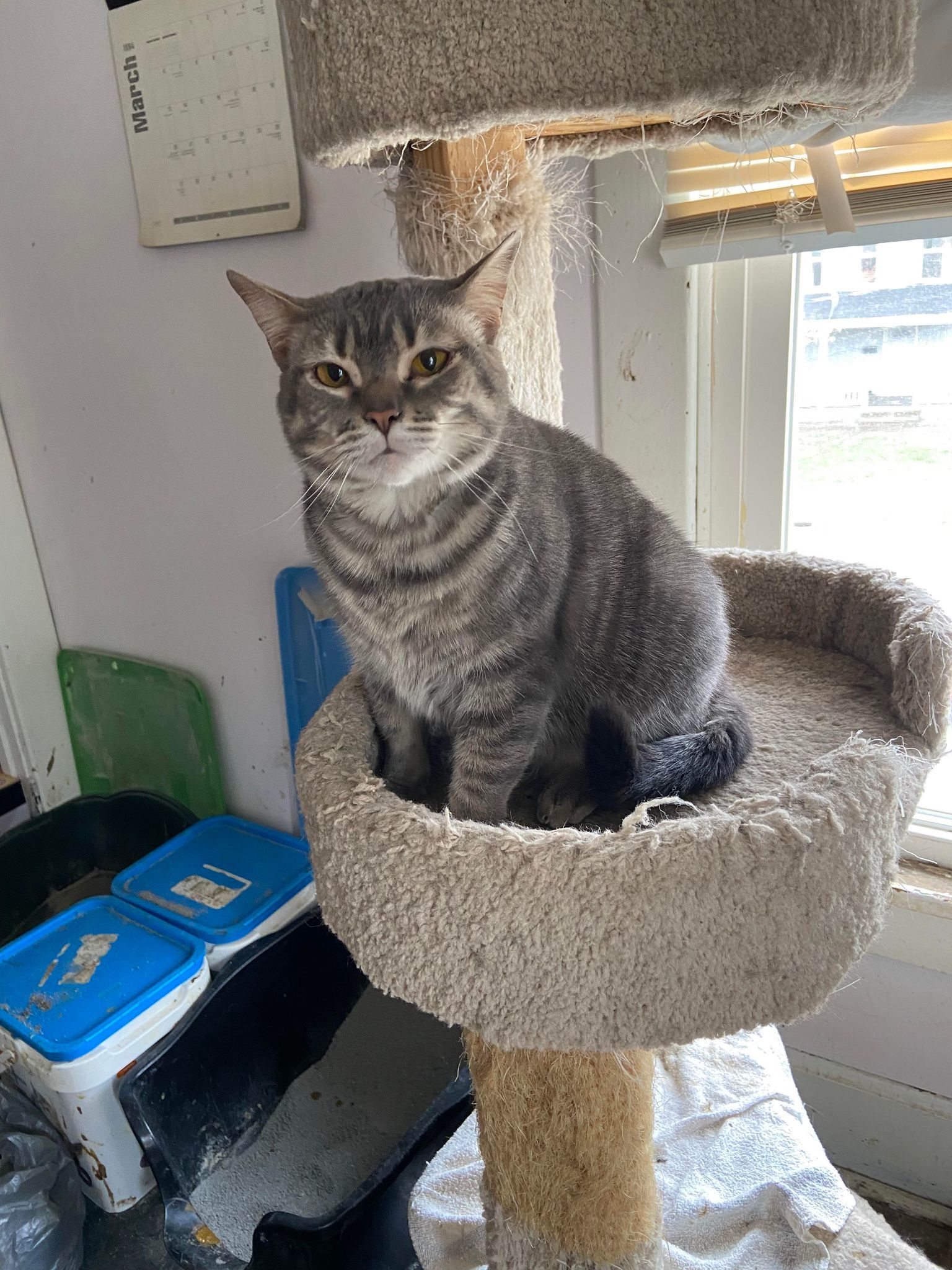 Dannilynn, a Adoptable Domestic Short Hair in Heath, OH image 2/4