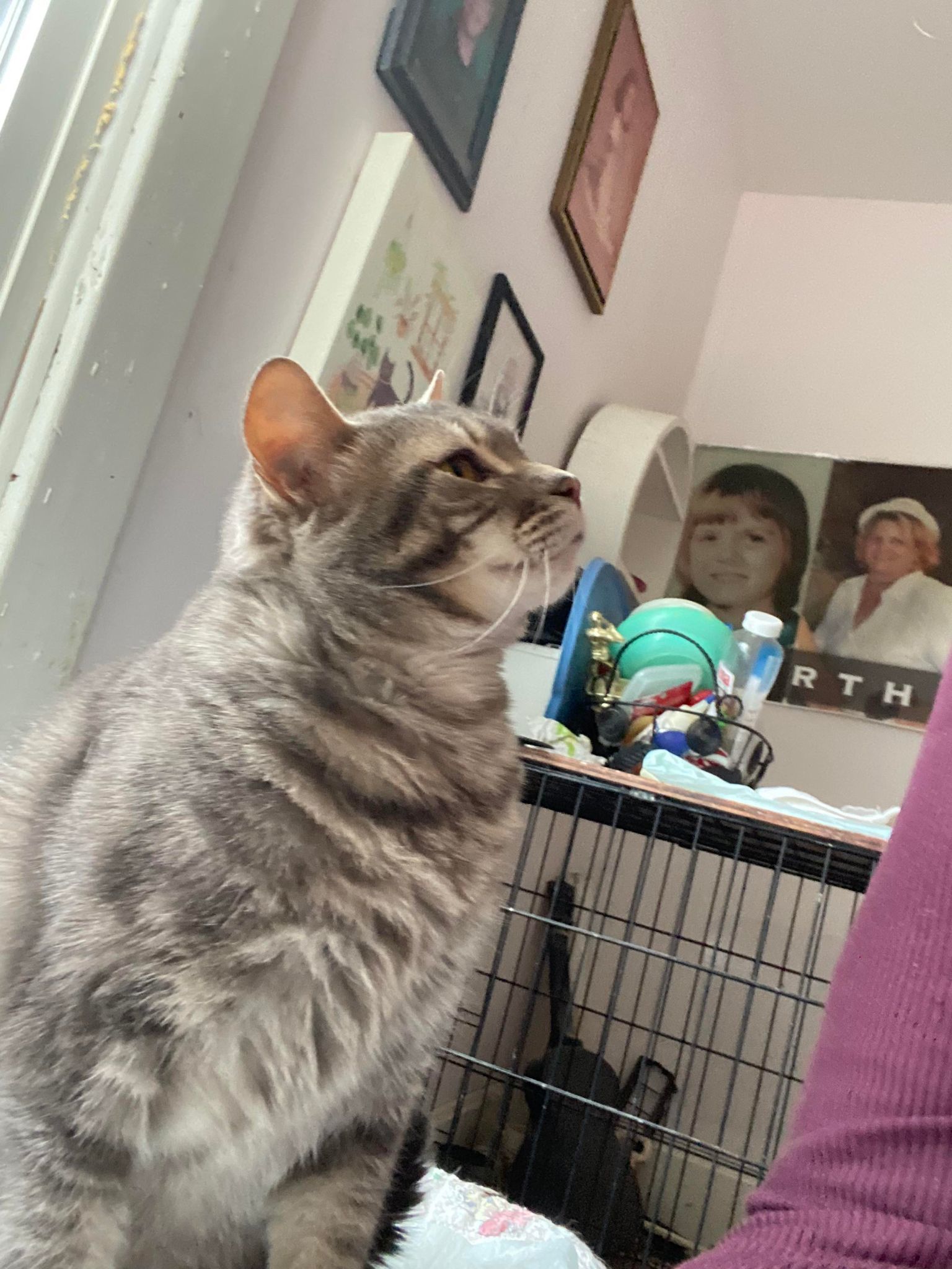 Dannilynn, a Adoptable Domestic Short Hair in Heath, OH image 3/4