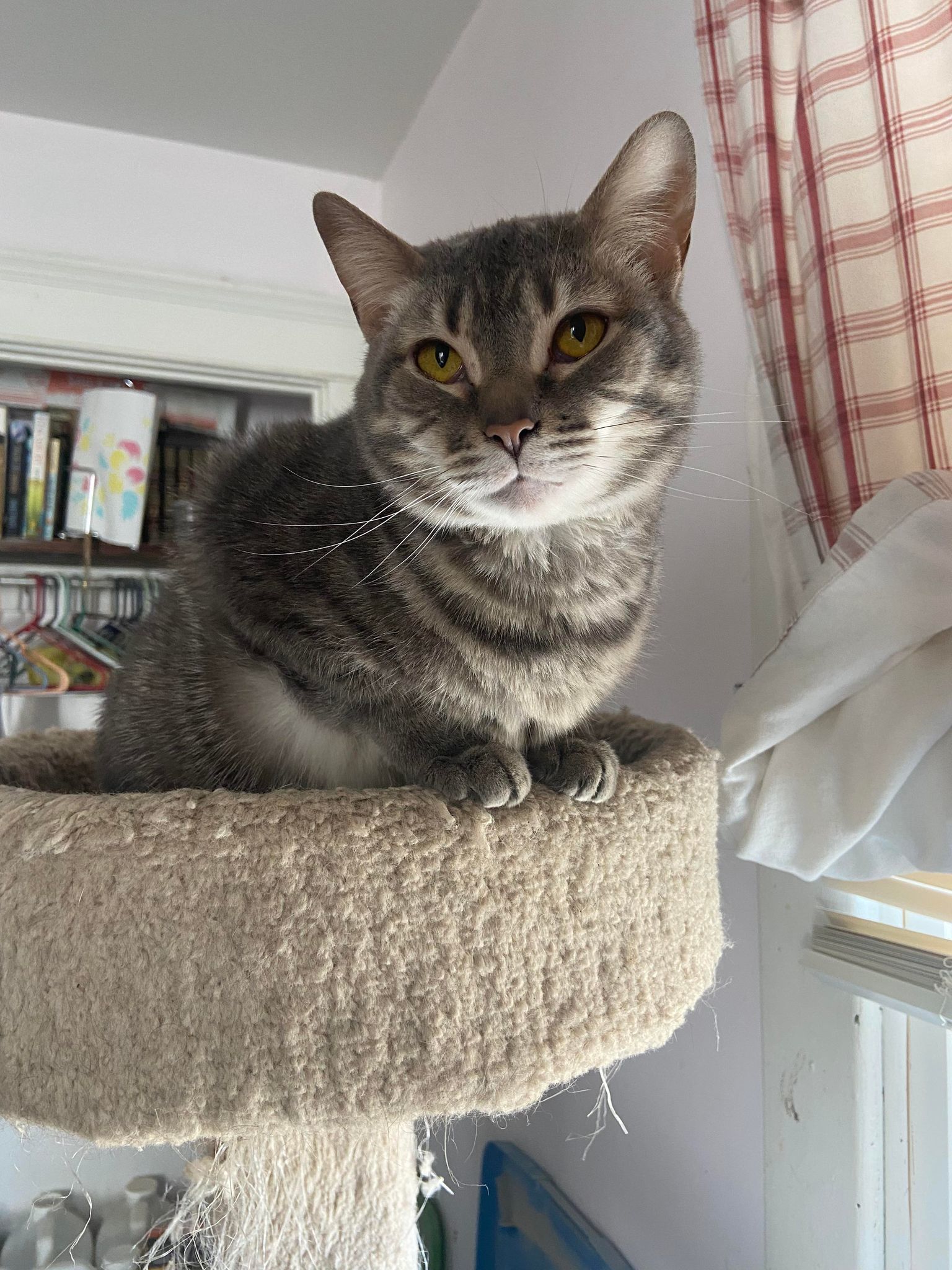 Dannilynn, a Adoptable Domestic Short Hair in Heath, OH image 4/4