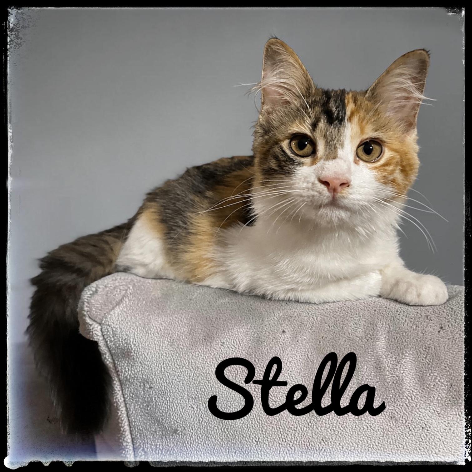 Enlarge Stella, a Adoptable Domestic Medium Hair in El Cajon, CA image 1/1