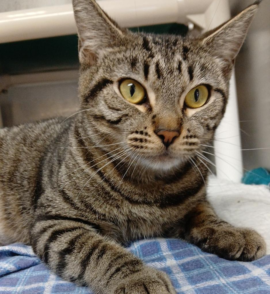 Tiffany, Adoptable, Young Female Domestic Short Hair.