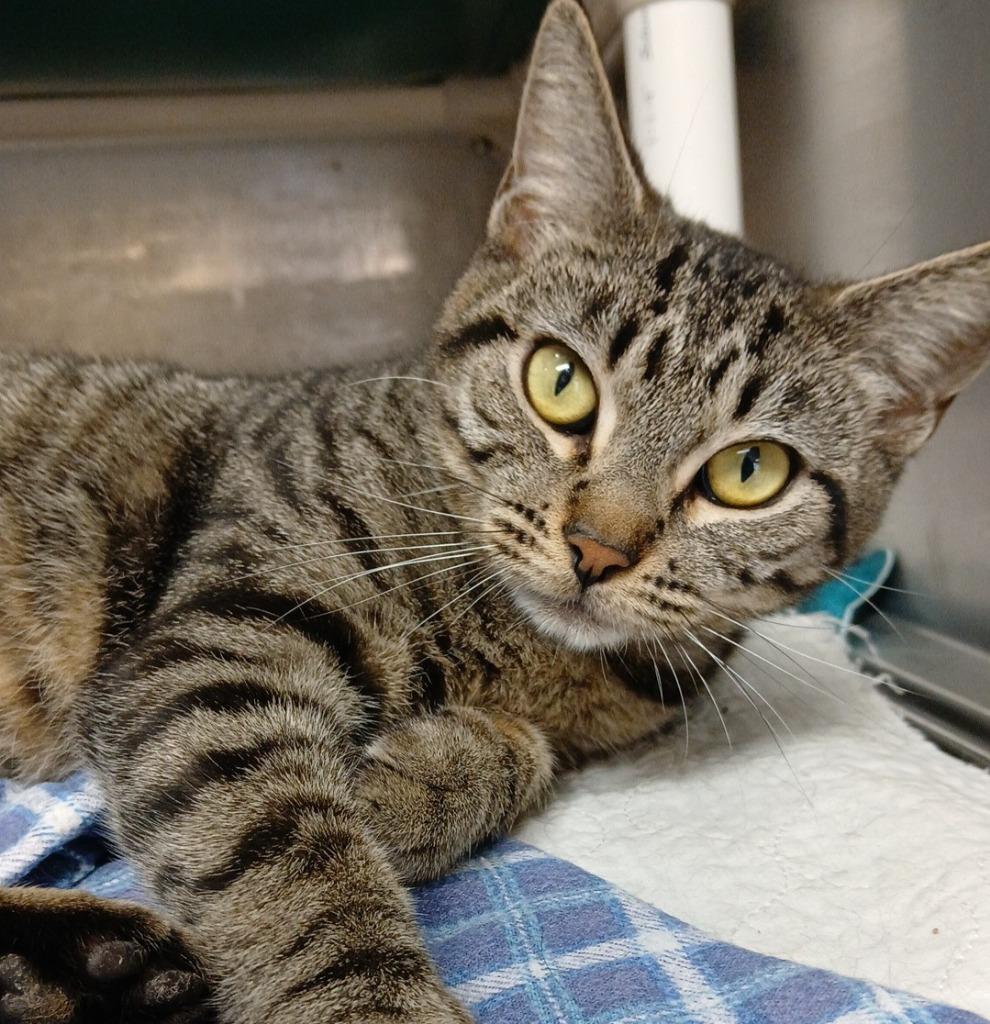 Enlarge Tiffany, a Adoptable mixed breed in Sunrise Beach, MO image 2/2