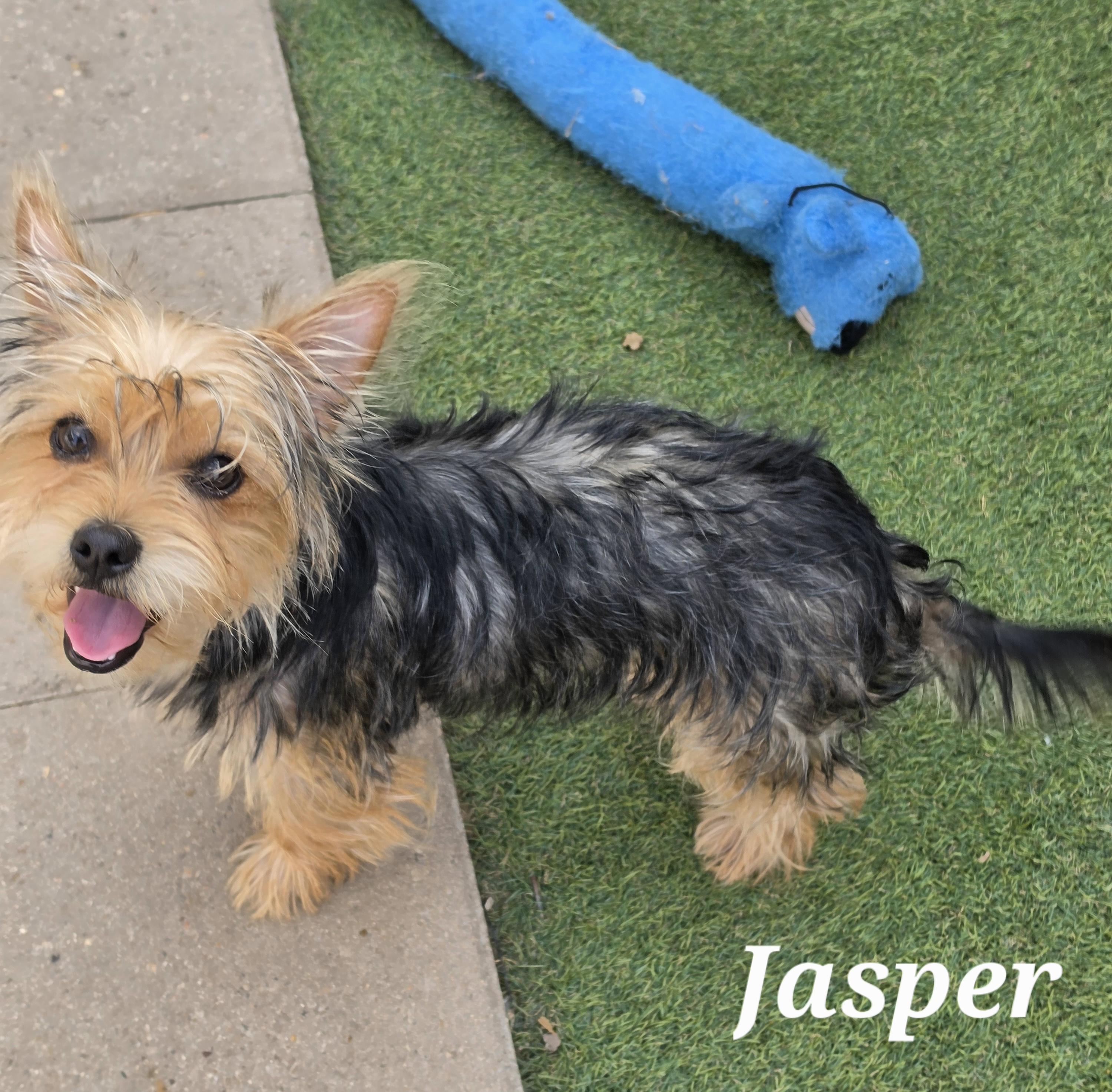 Enlarge Jasper, a Adopted Yorkshire Terrier in Norwalk, CT image 2/3