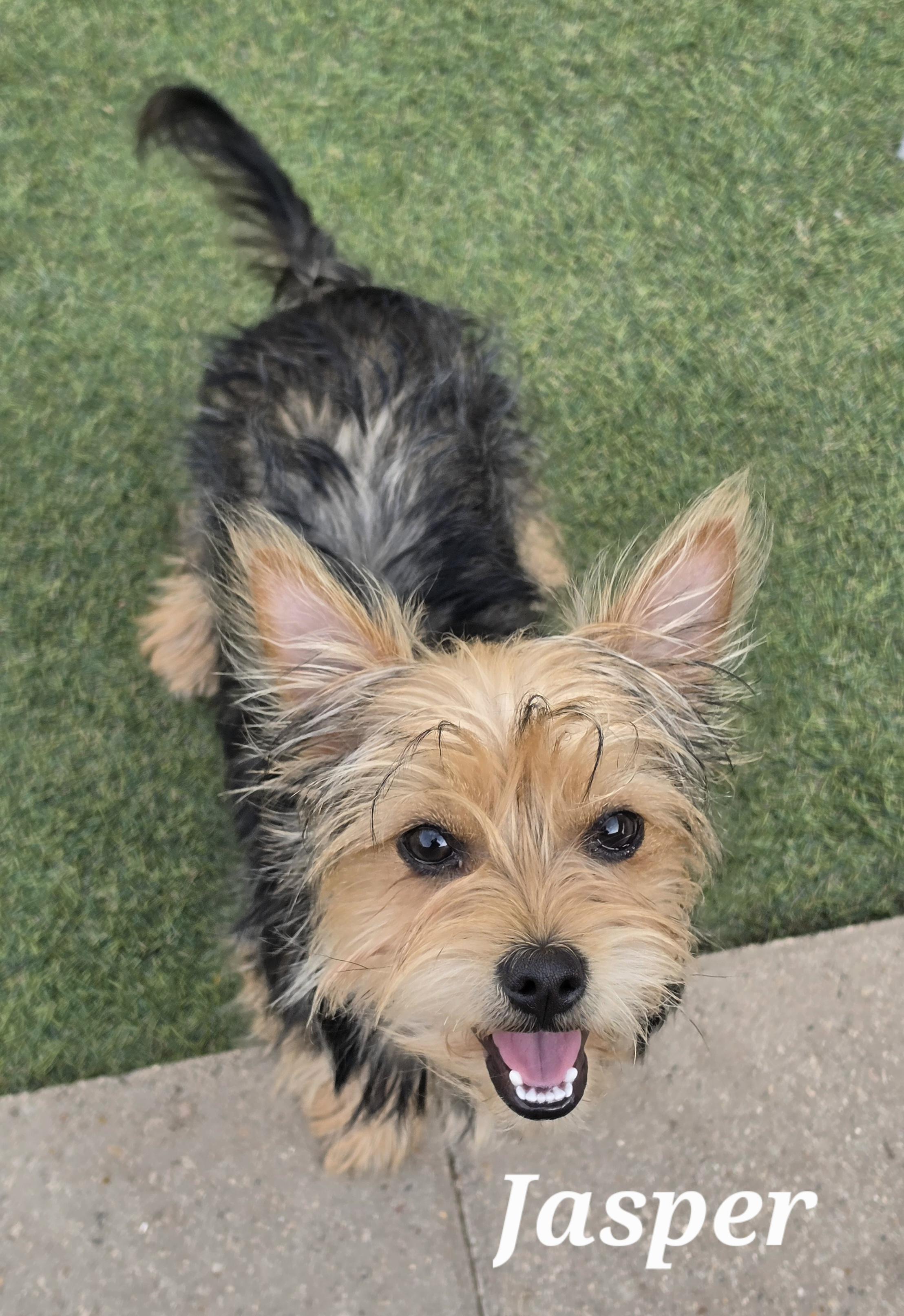 Jasper, Adopted, Young Male Yorkshire Terrier.