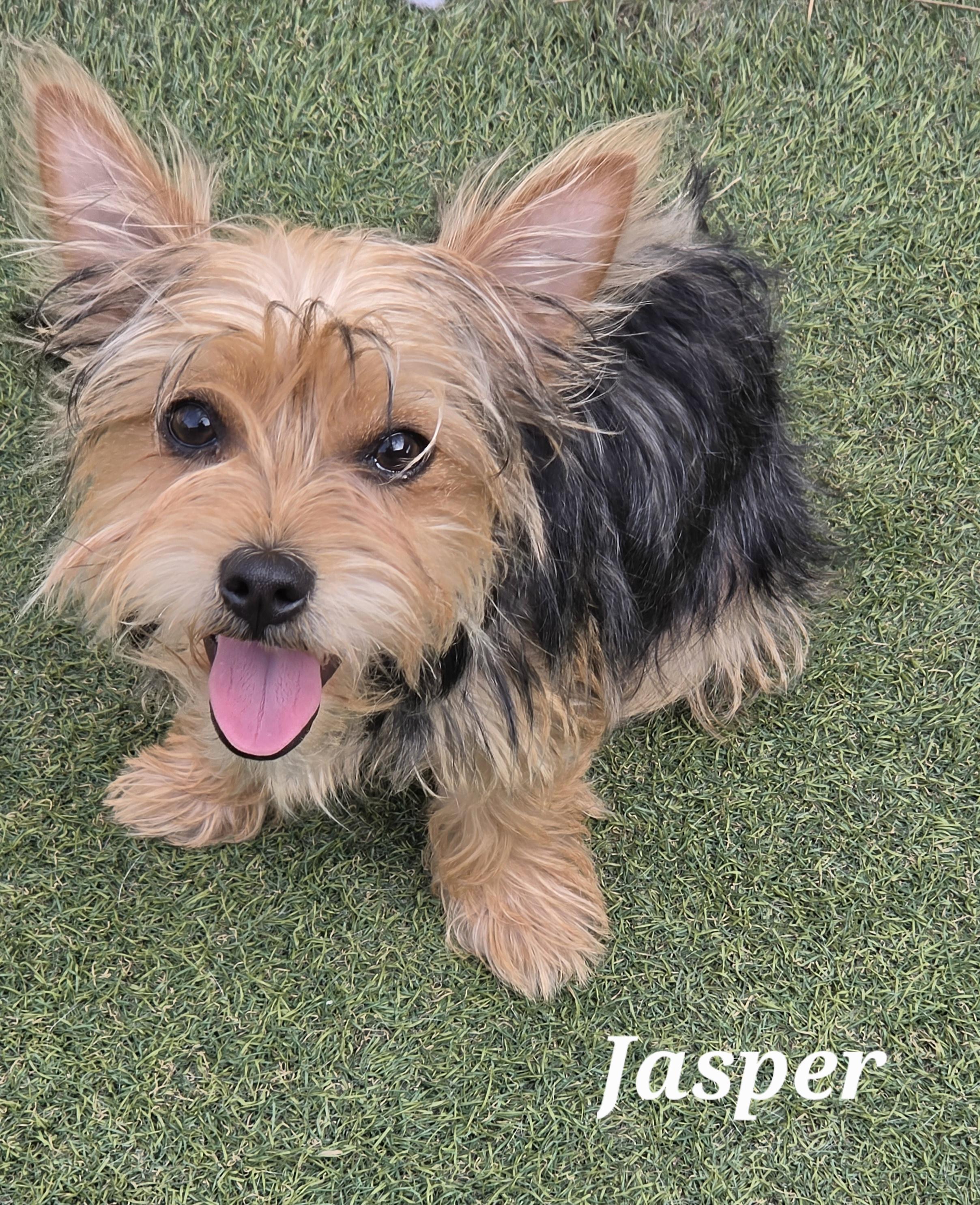 Enlarge Jasper, a Adopted Yorkshire Terrier in Norwalk, CT image 3/3