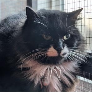 Enlarge Molly, a ADOPTABLE Domestic Long Hair in Lodi, CA image 5/5