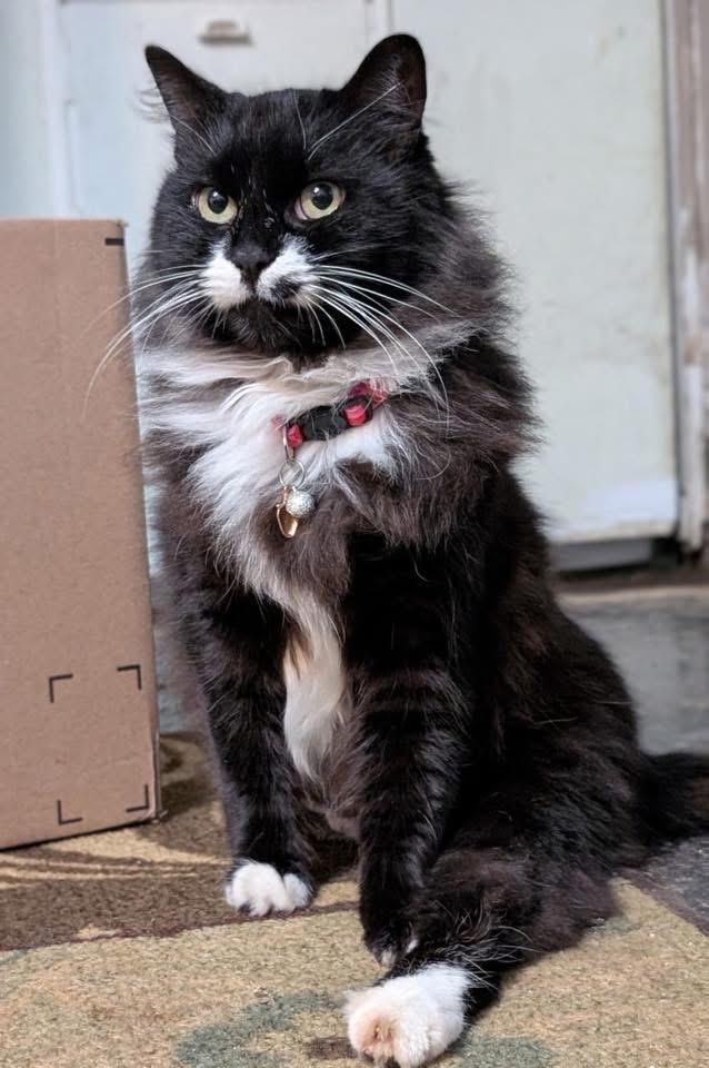 Molly, ADOPTABLE, Young Female Domestic Long Hair.