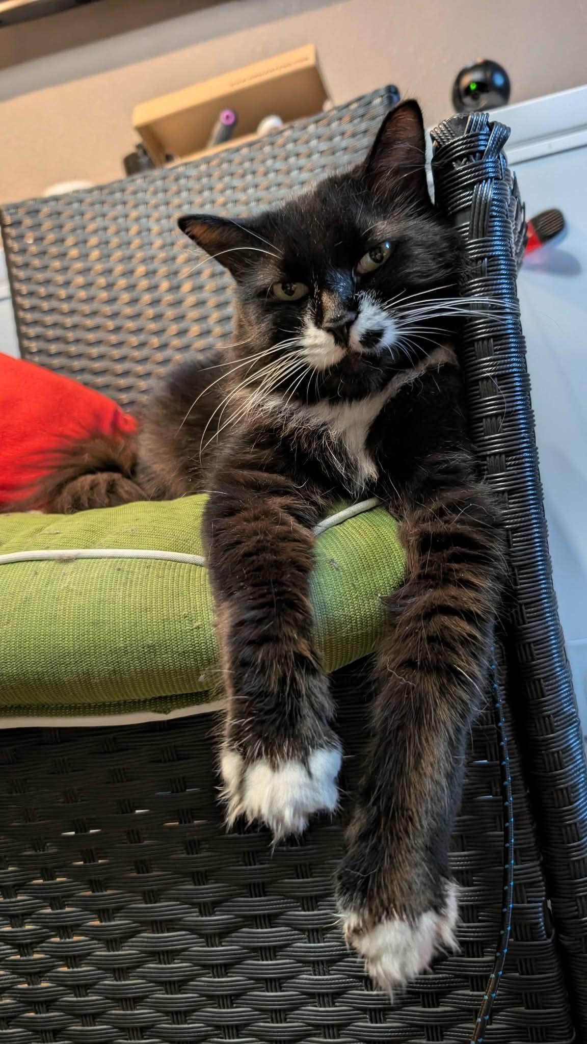 Molly, ADOPTABLE, Young Female Domestic Long Hair.