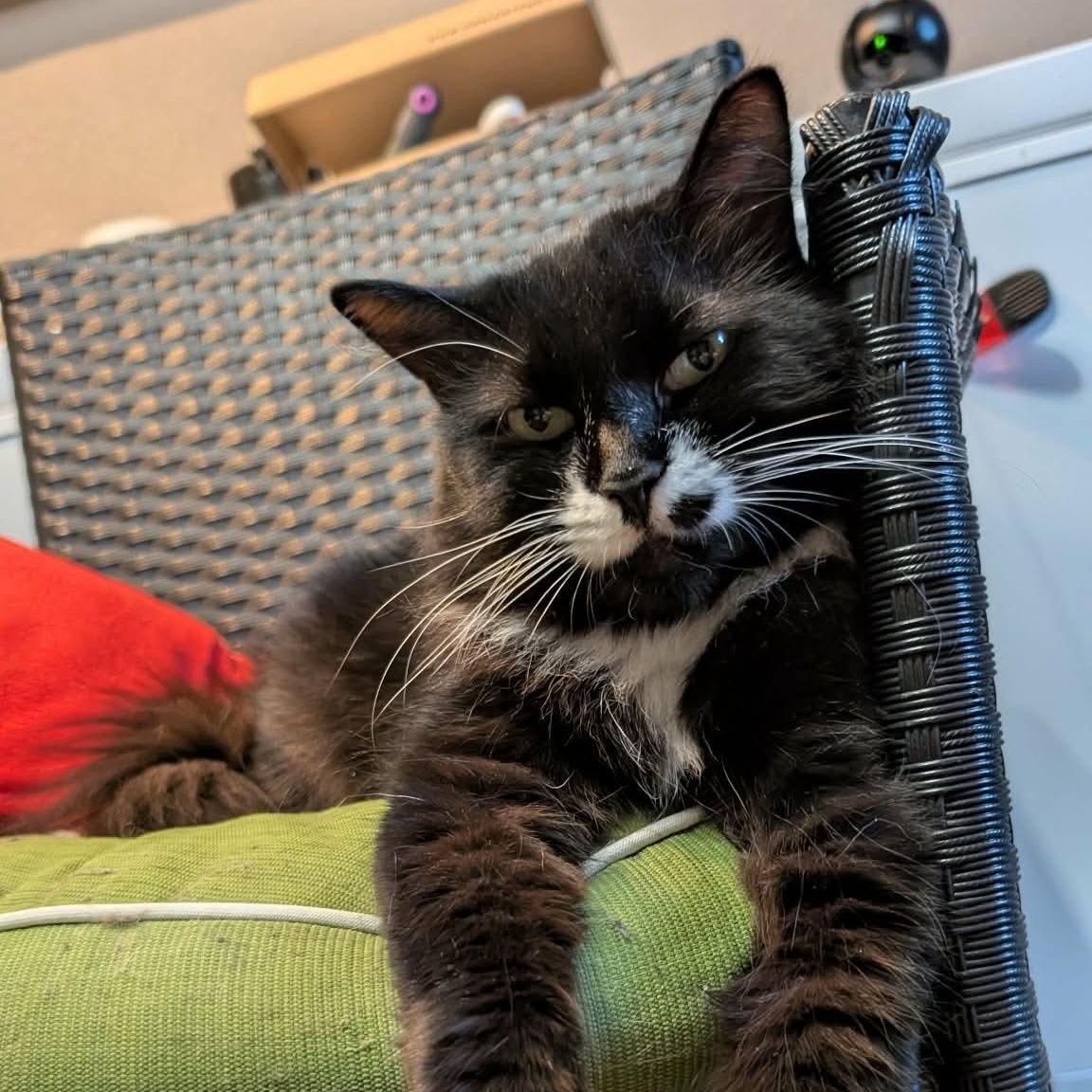 Enlarge Molly, a ADOPTABLE Domestic Long Hair in Lodi, CA image 2/6